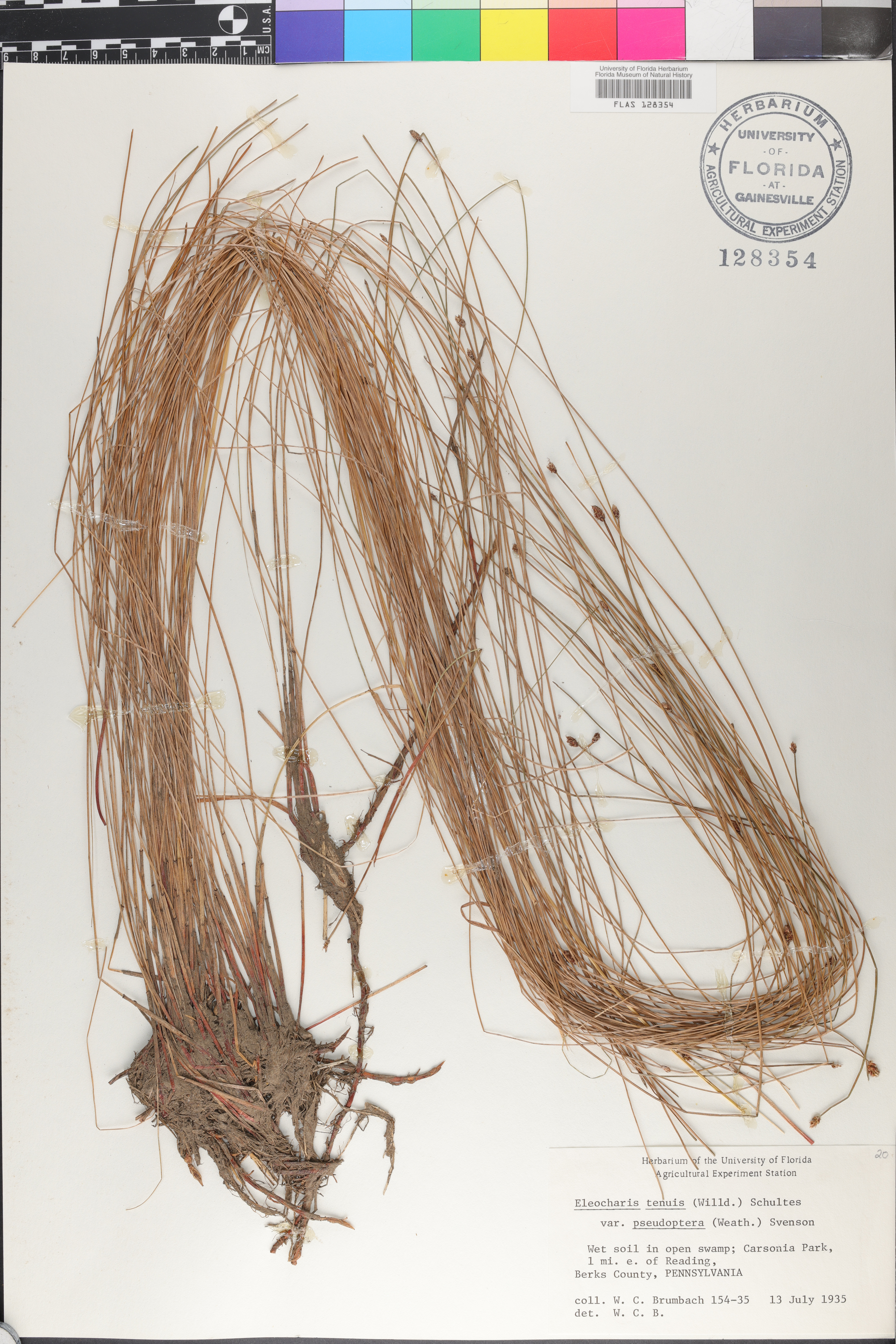 Eleocharis tenuis var. pseudoptera image