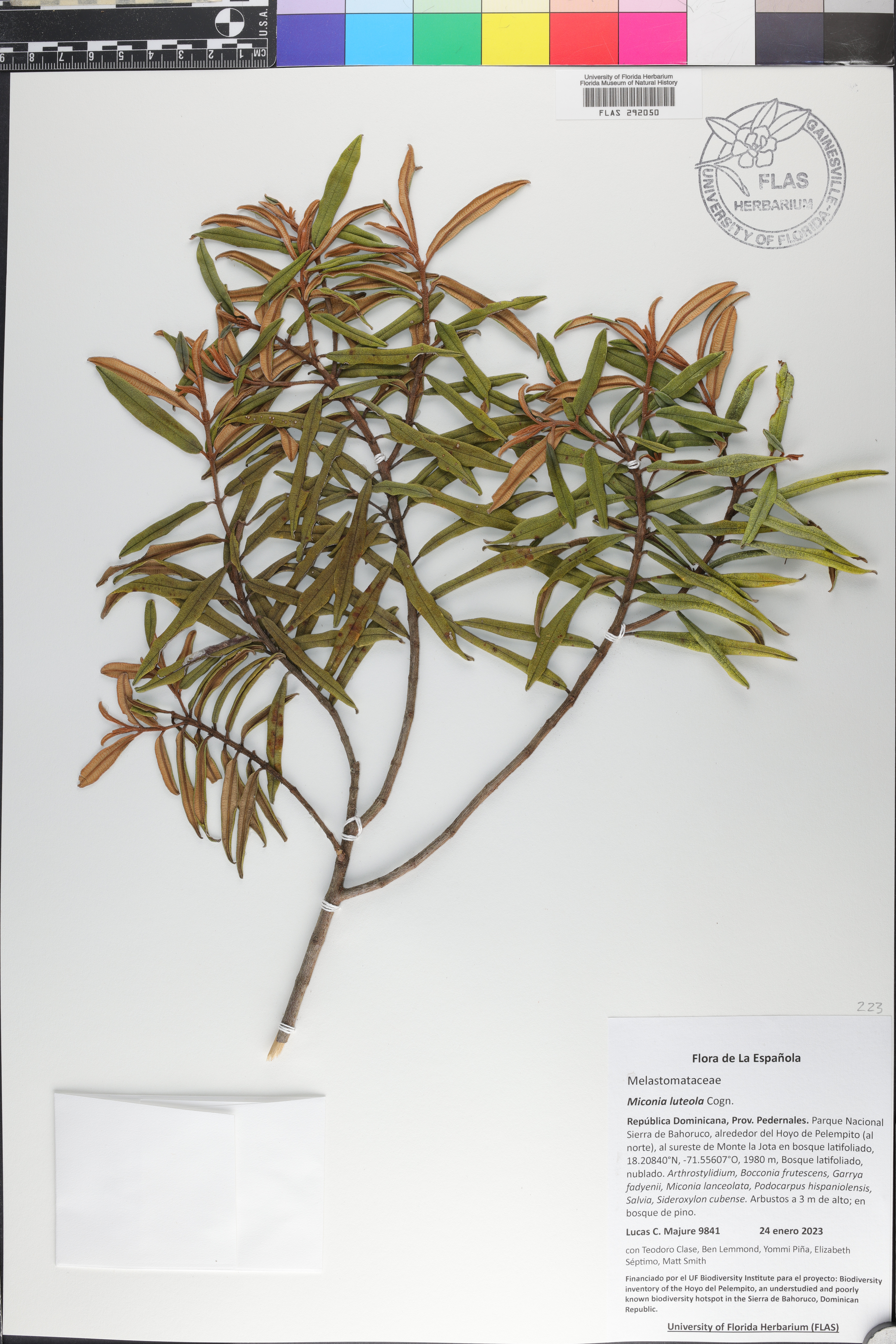Miconia luteola image
