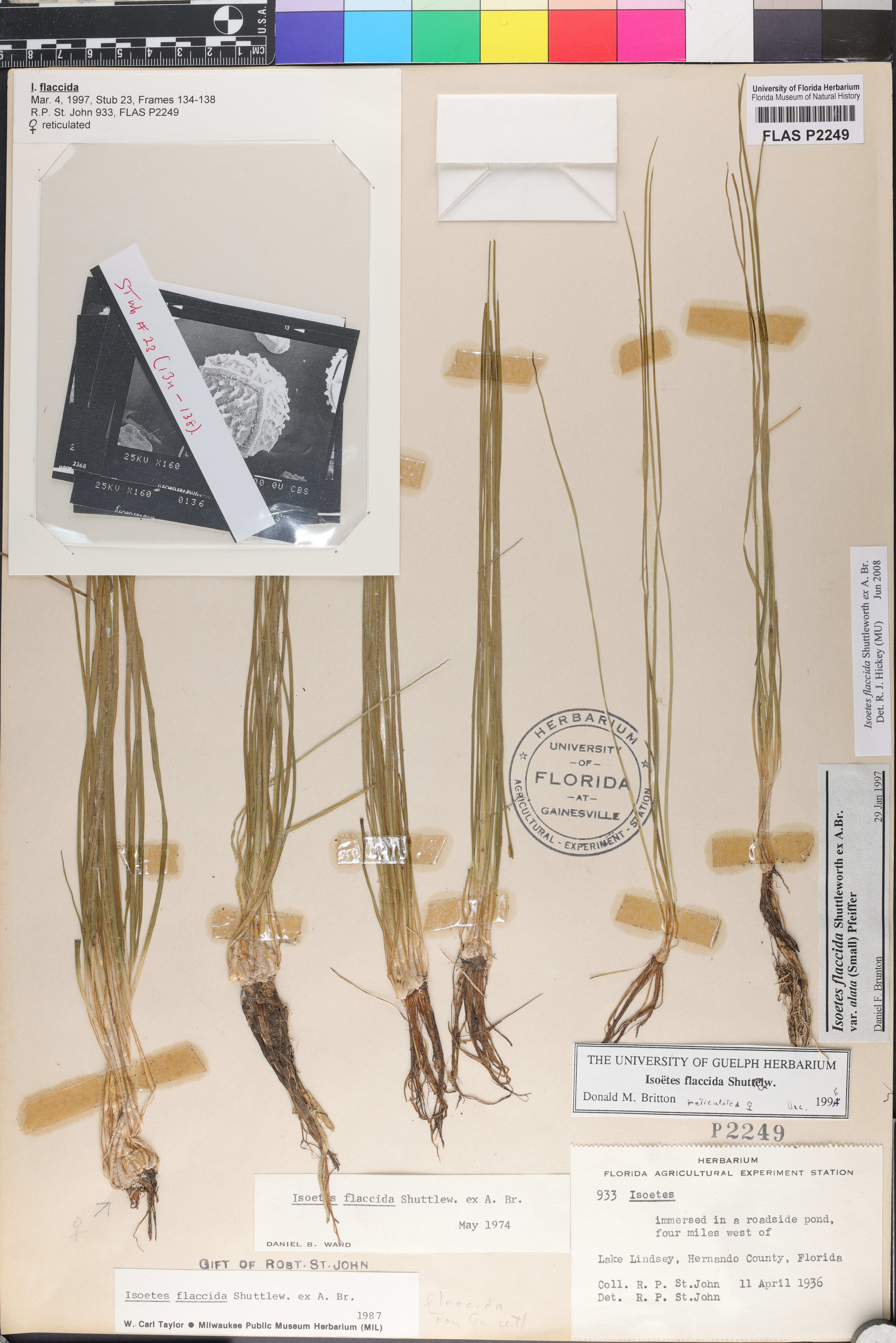 Isoëtes flaccida image