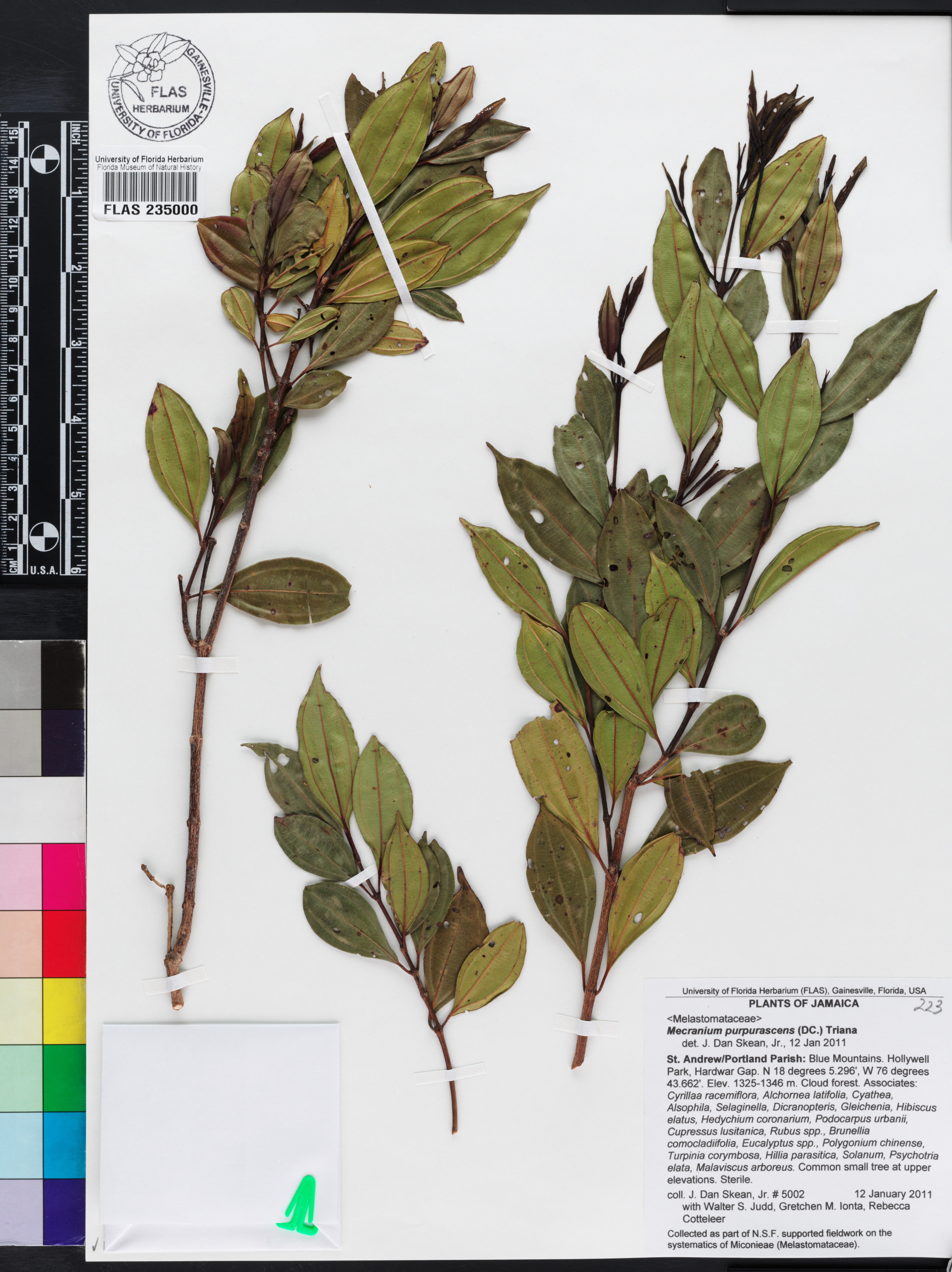 Miconia ossaeiformis image