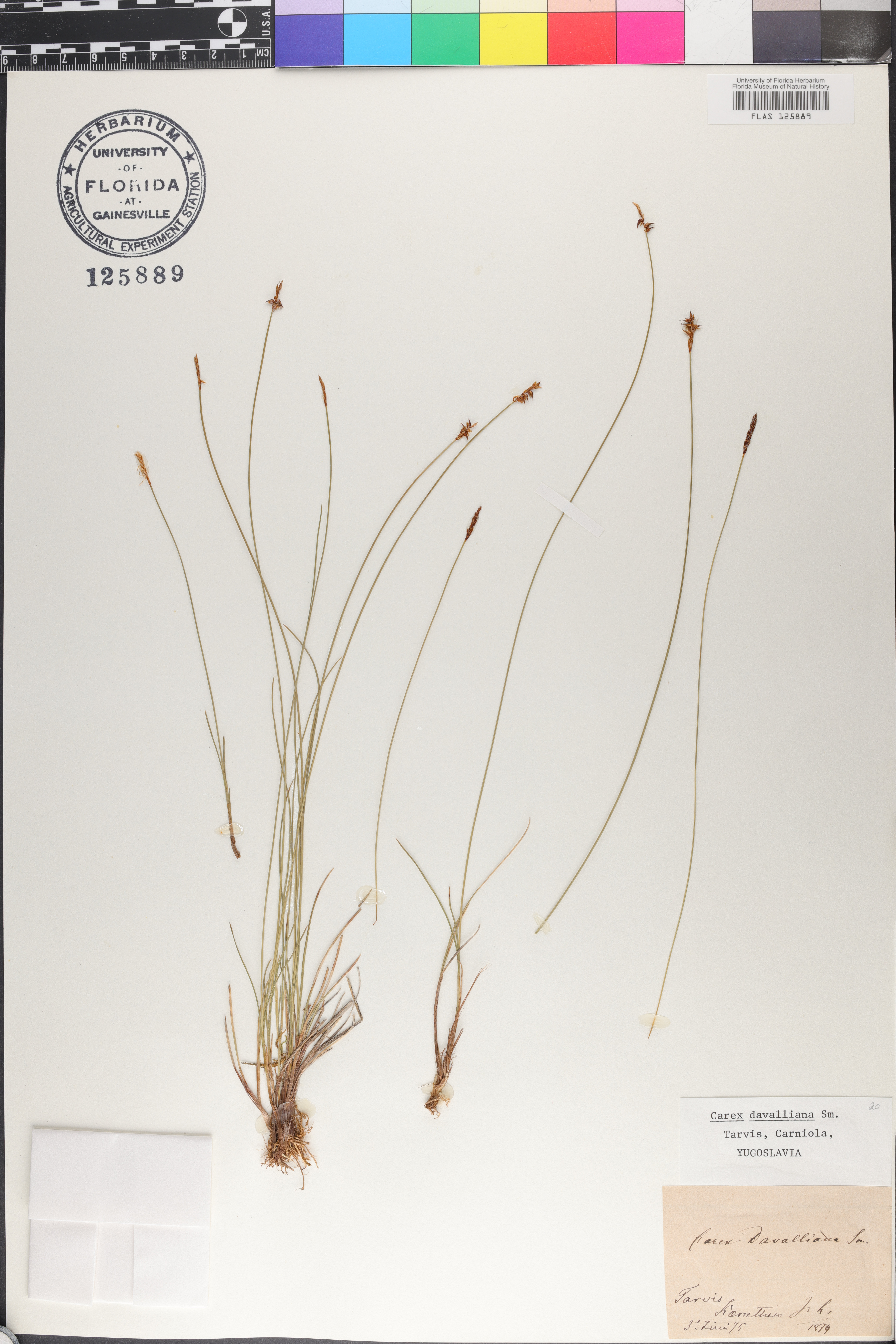 Carex davalliana image