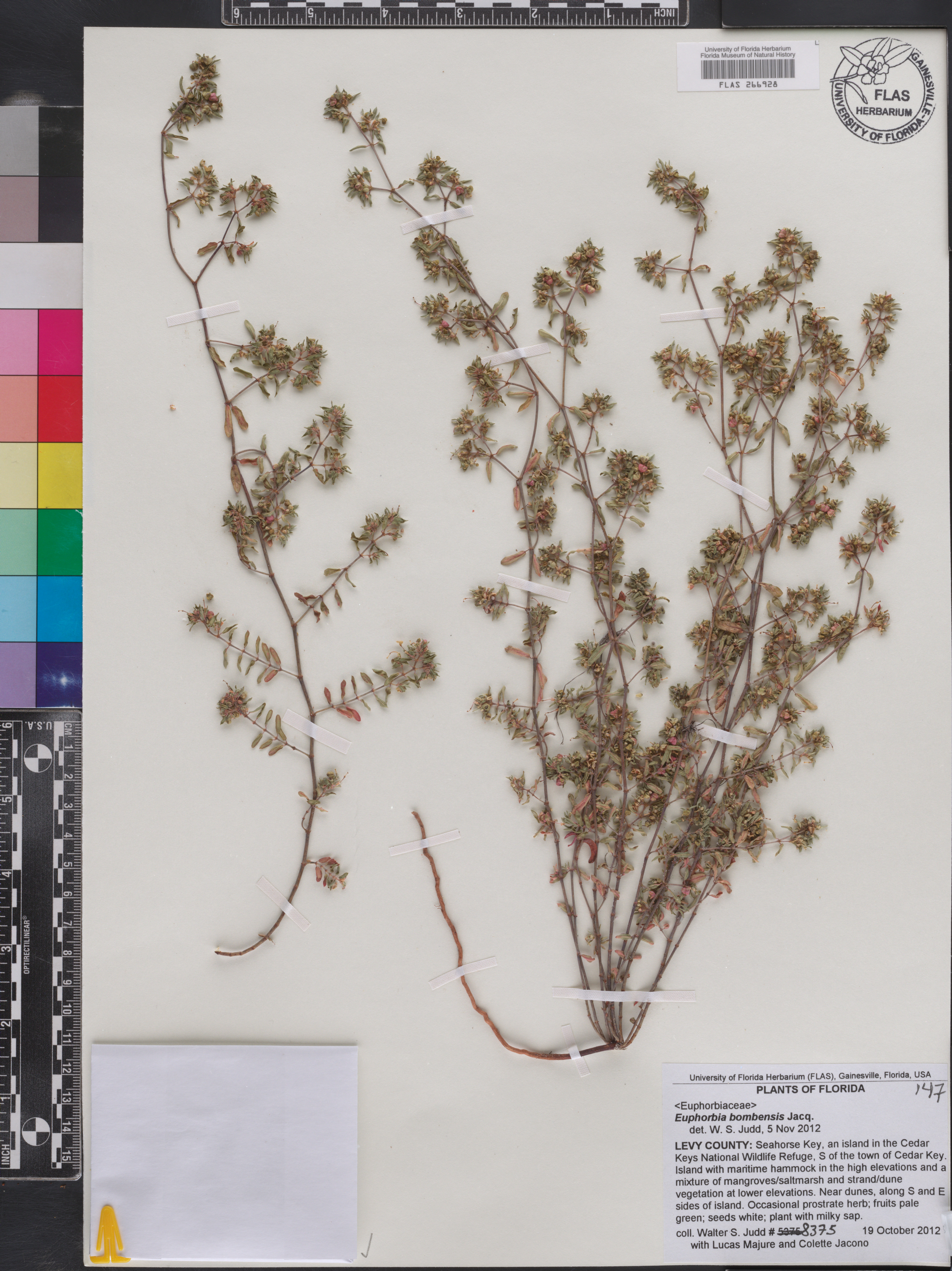 Euphorbia bombensis image
