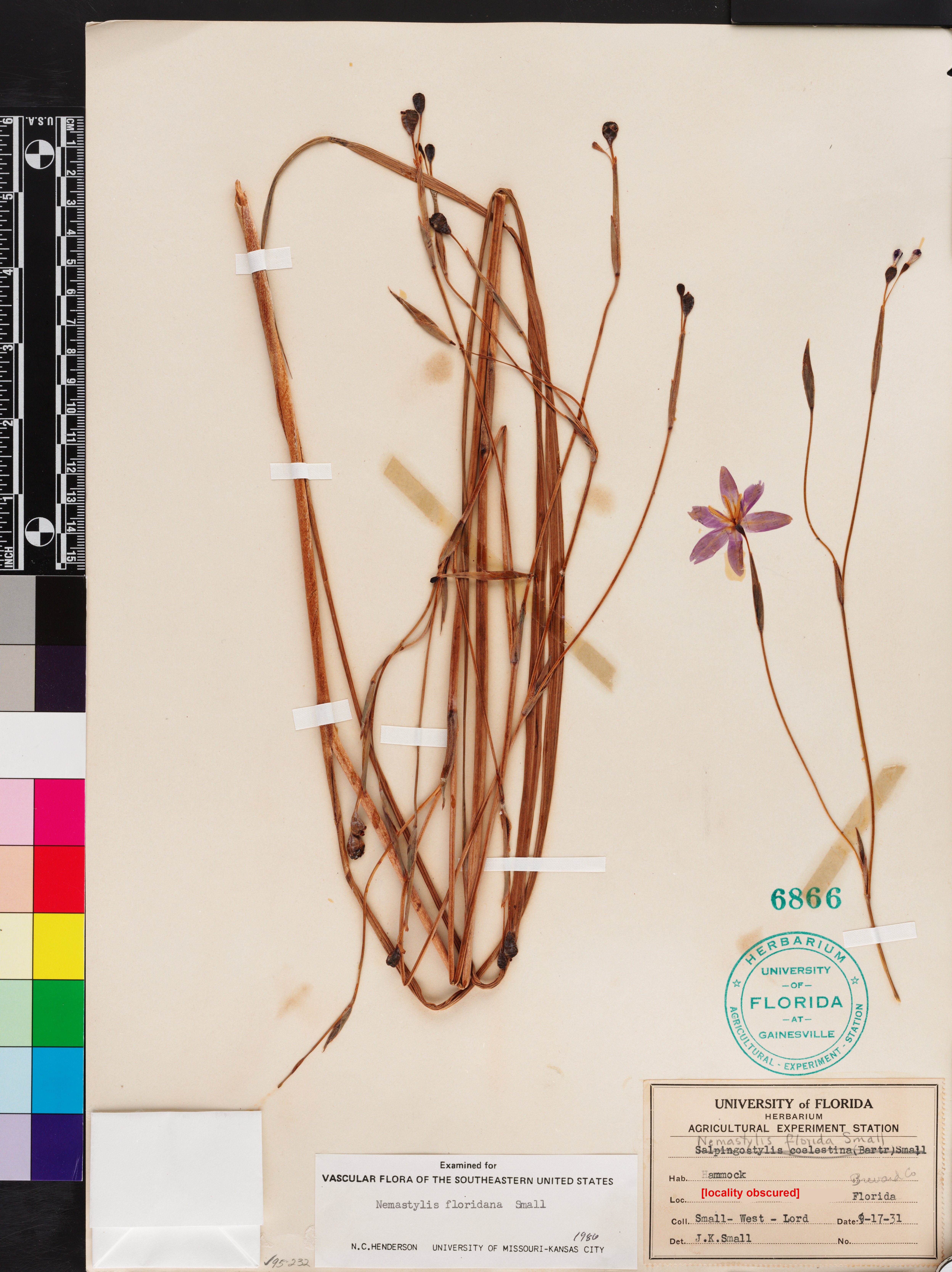 Nemastylis floridana image