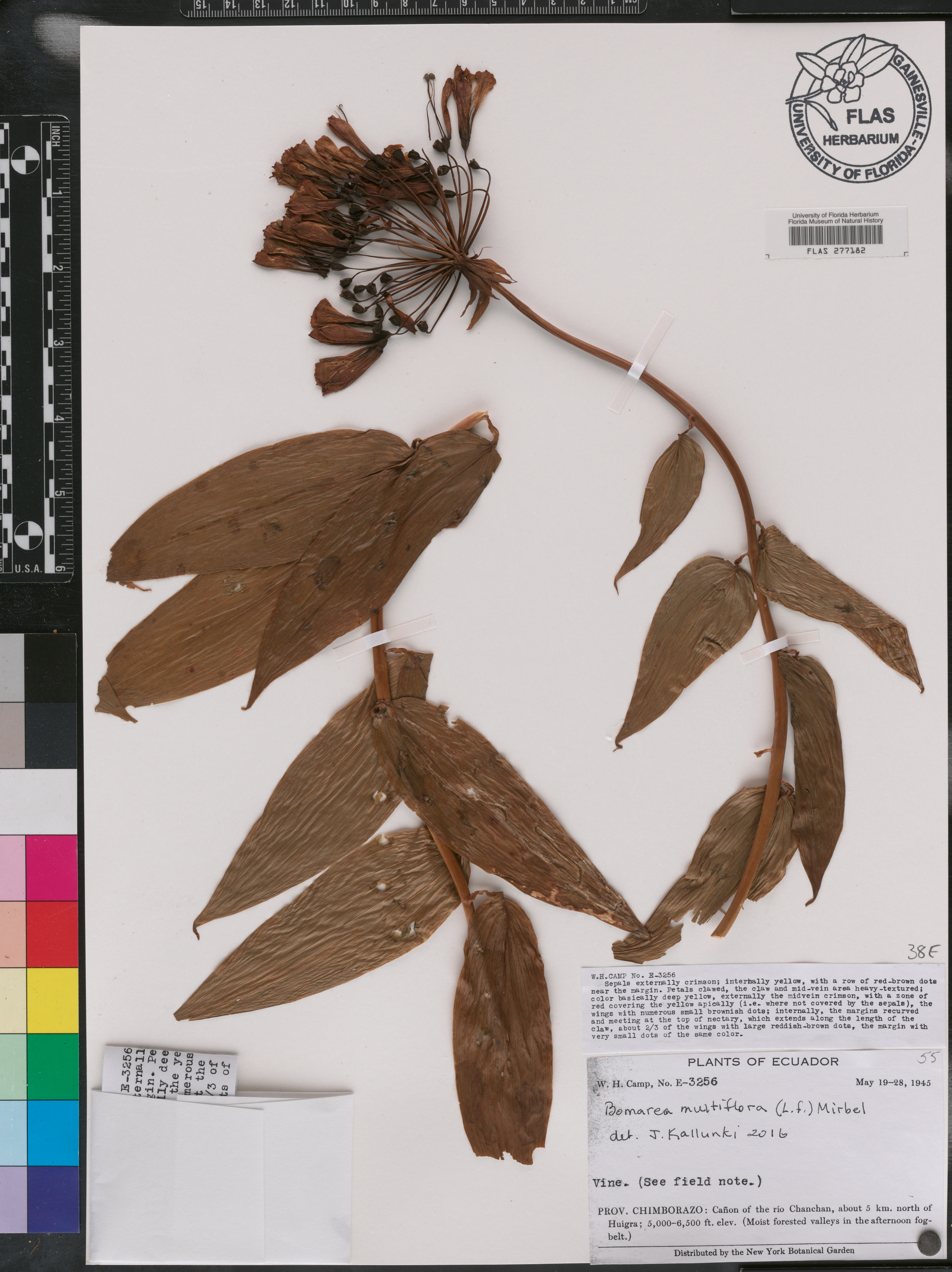 Bomarea multiflora image