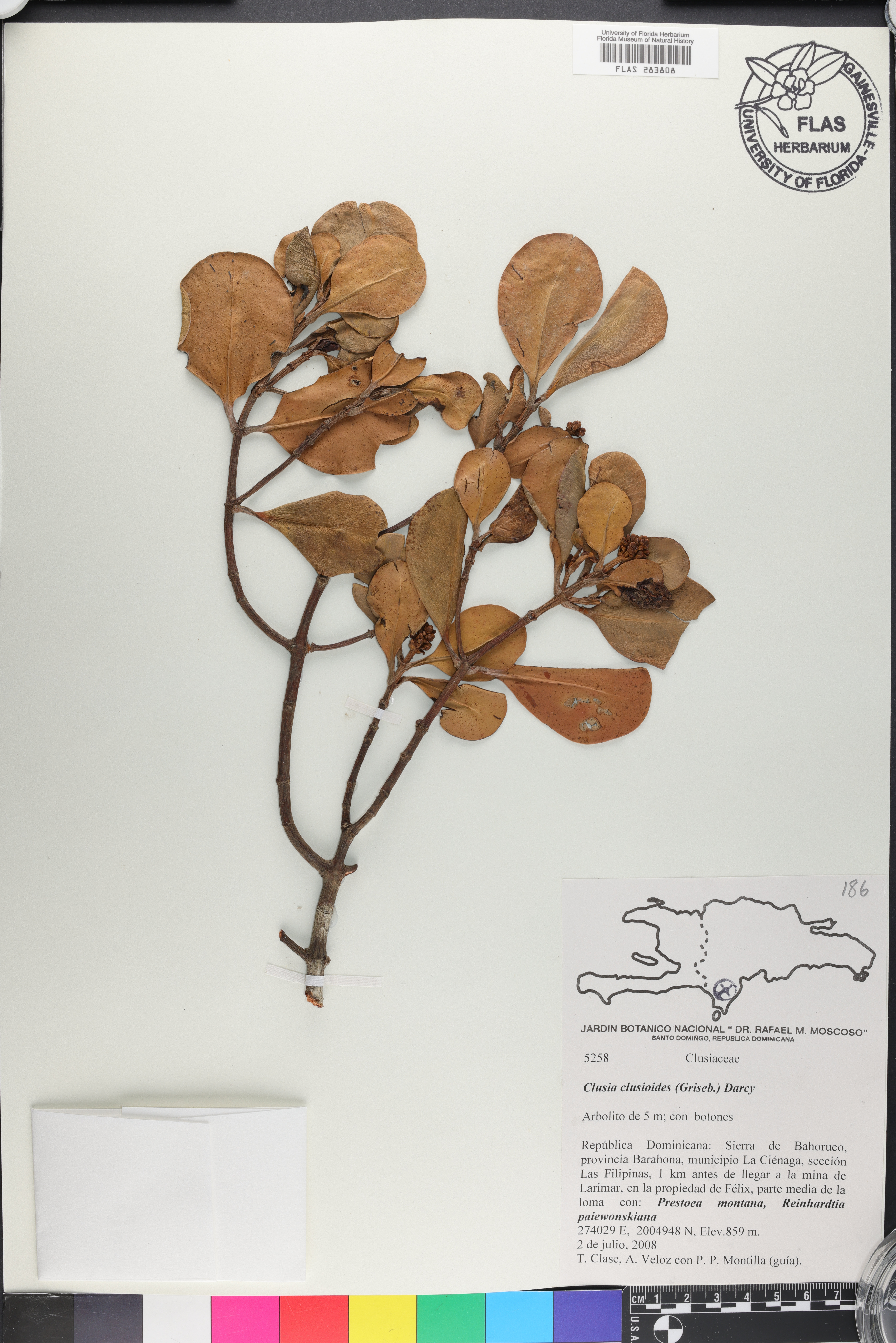 Clusia clusioides image