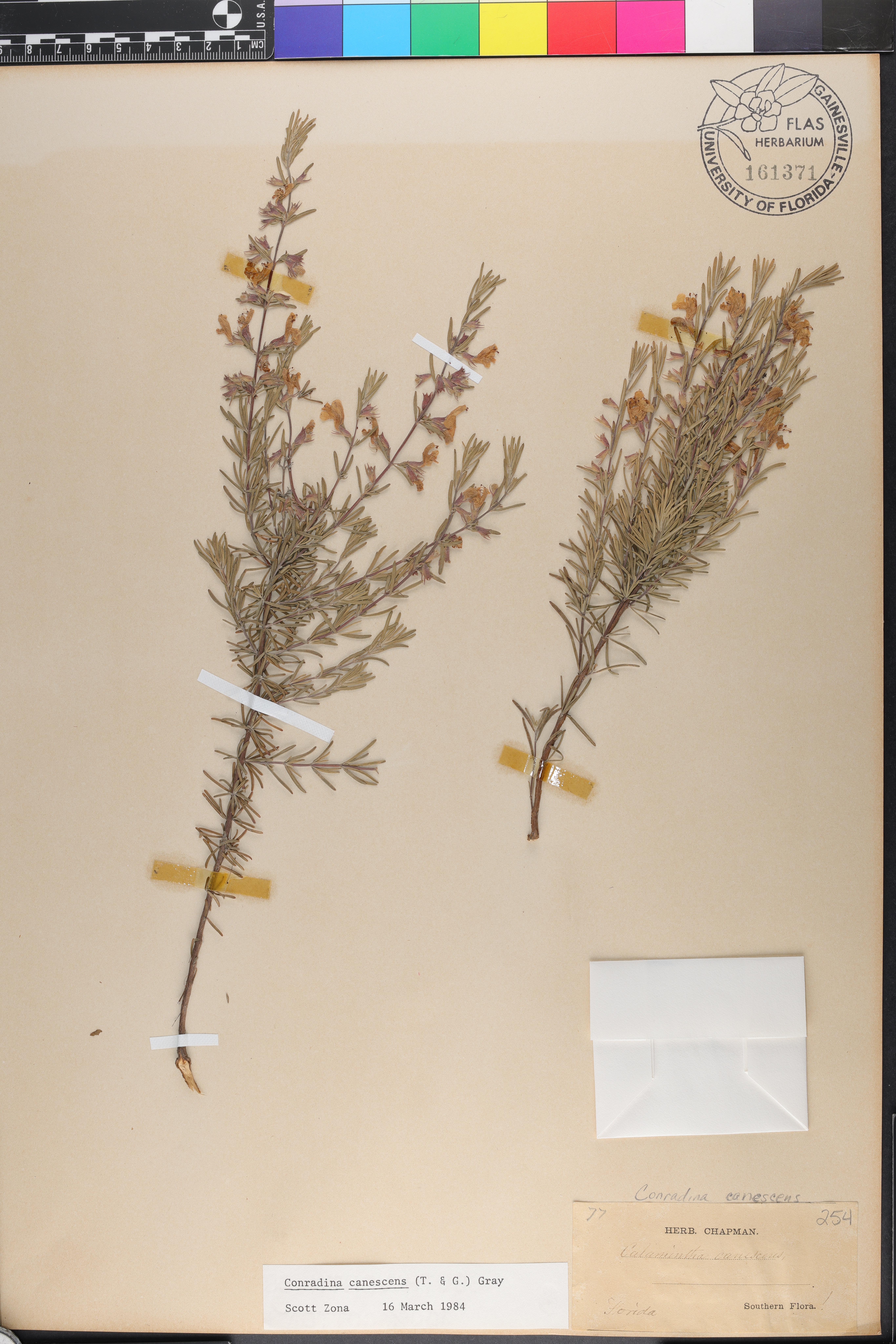 Conradina canescens image