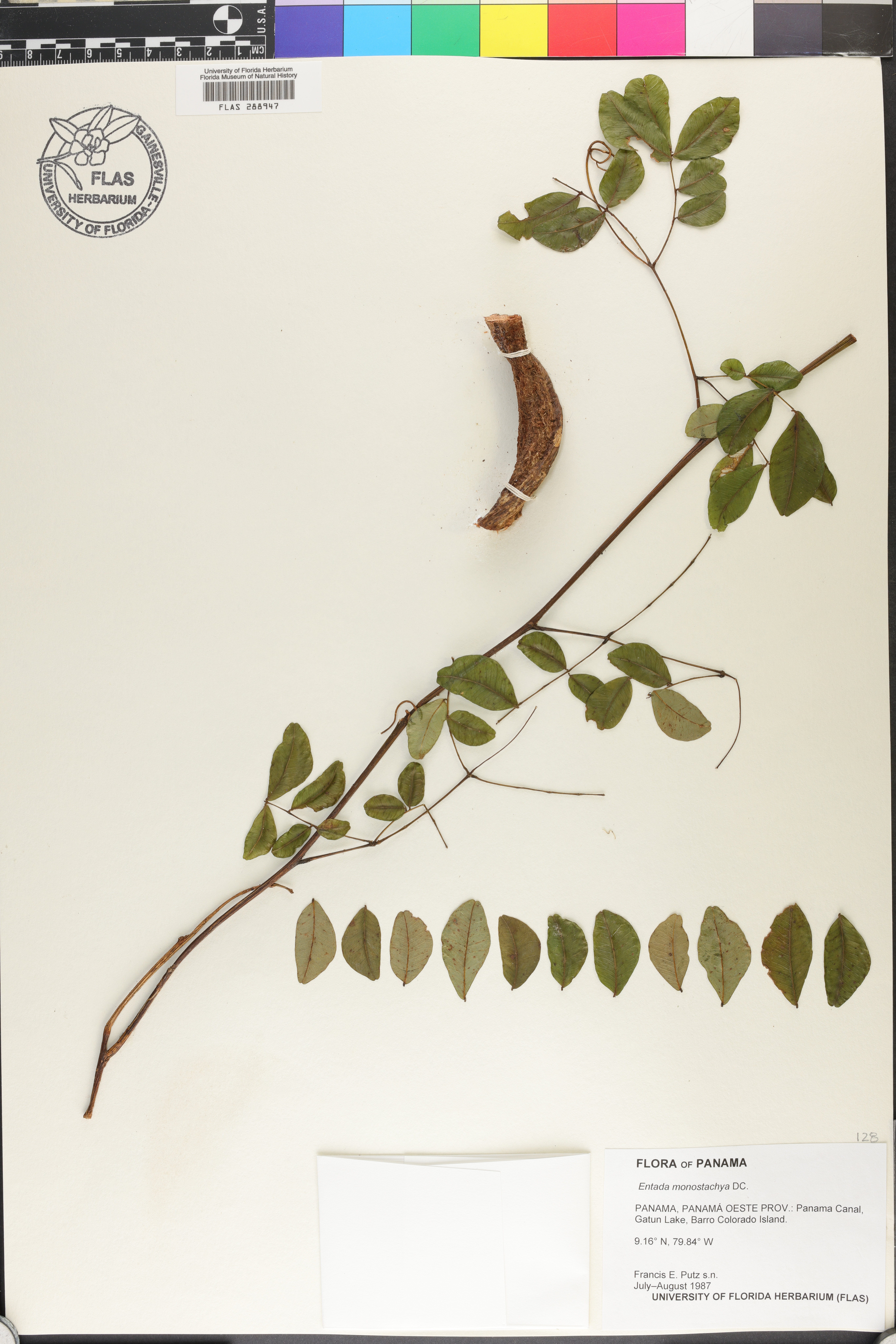 Entada monostachya image