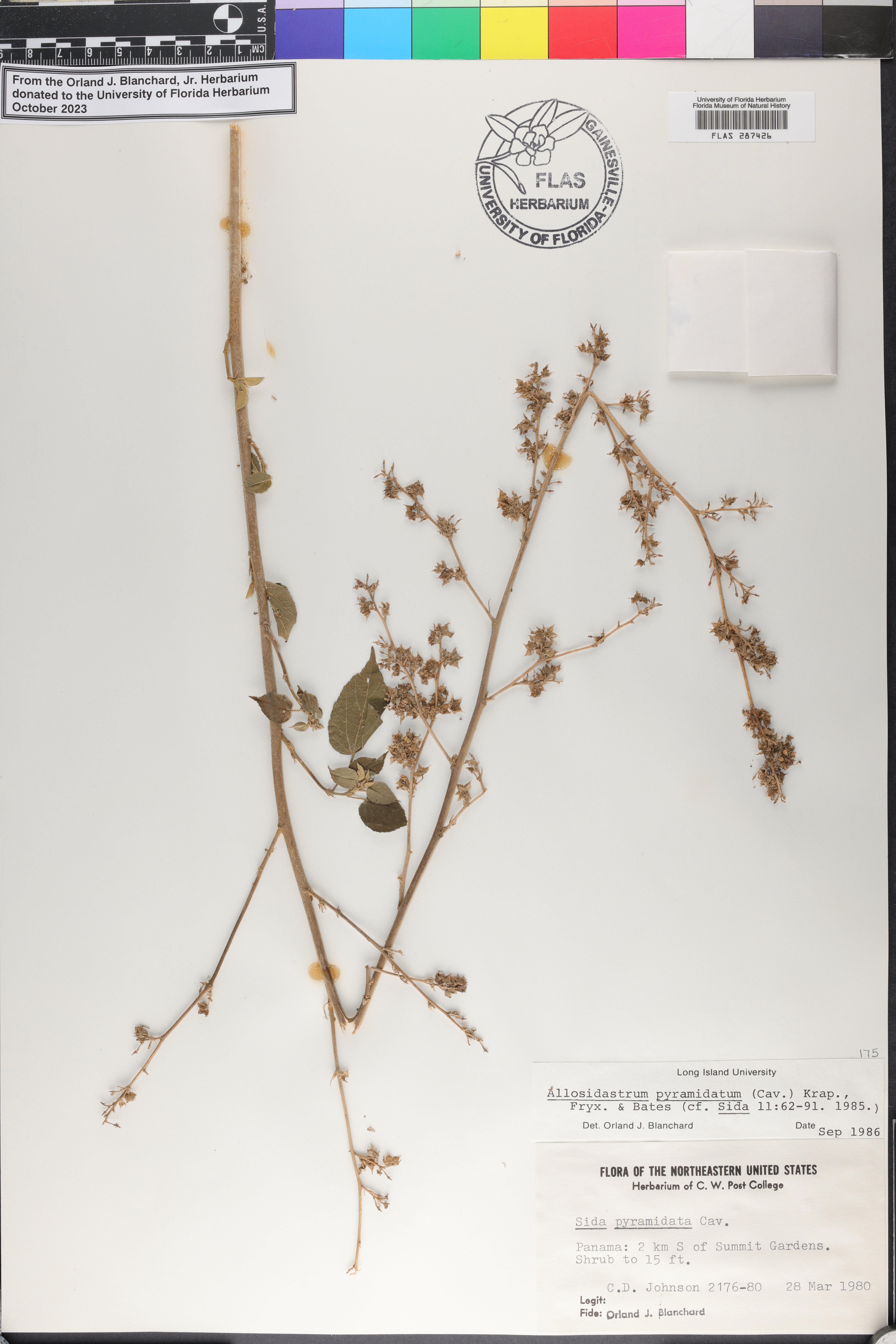Allosidastrum pyramidatum image