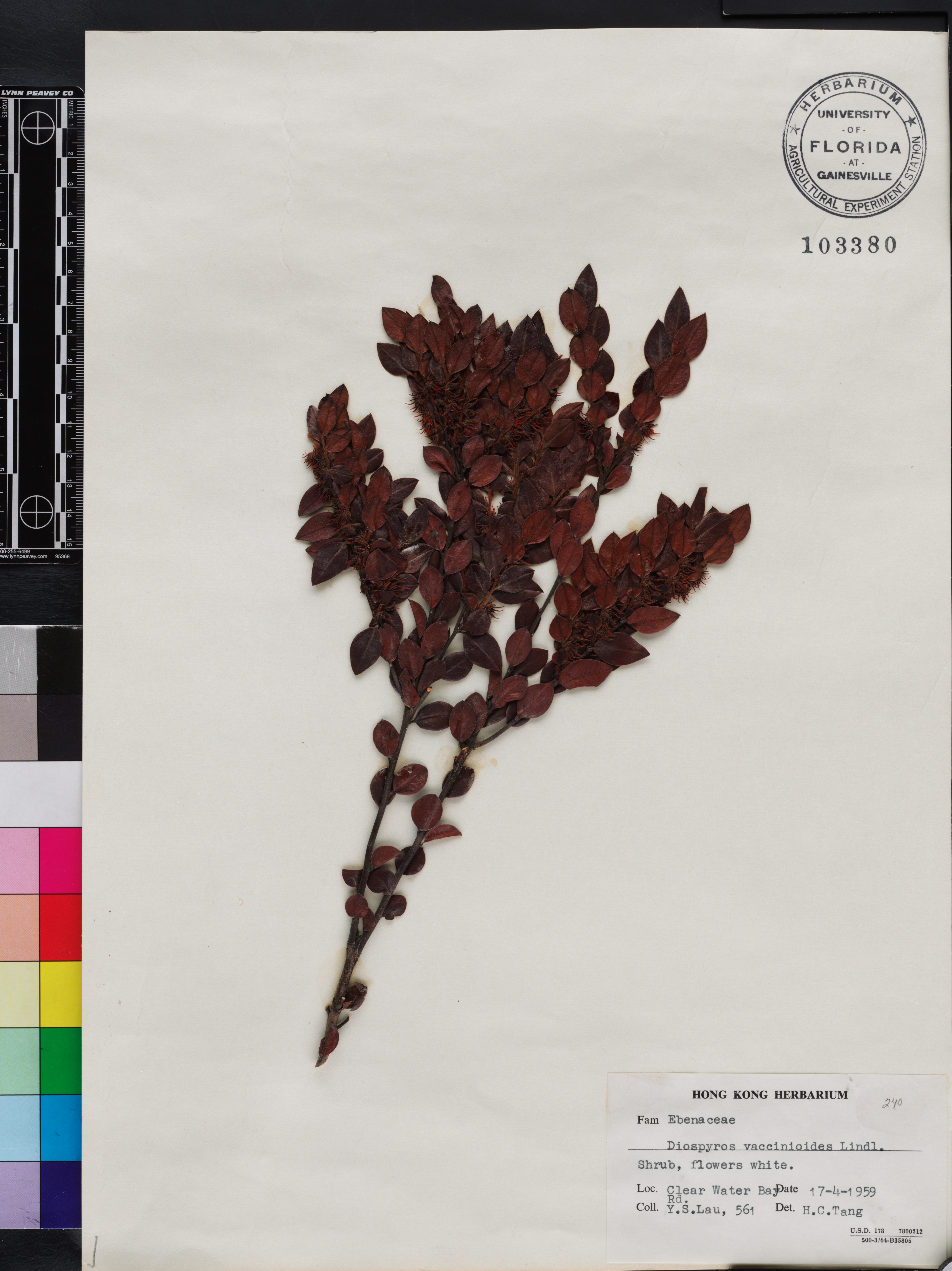 Diospyros vaccinioides image