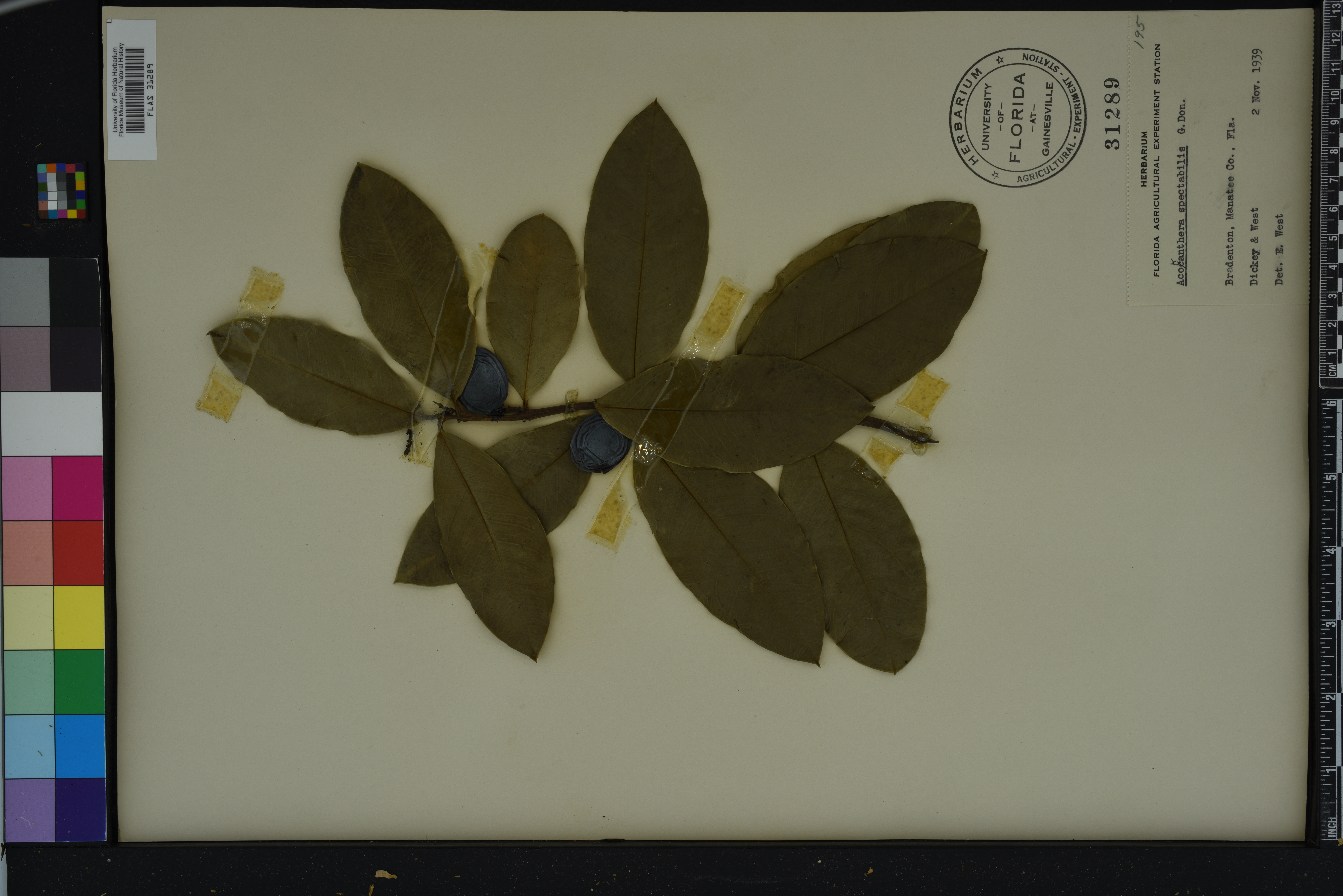 Acokanthera oblongifolia image