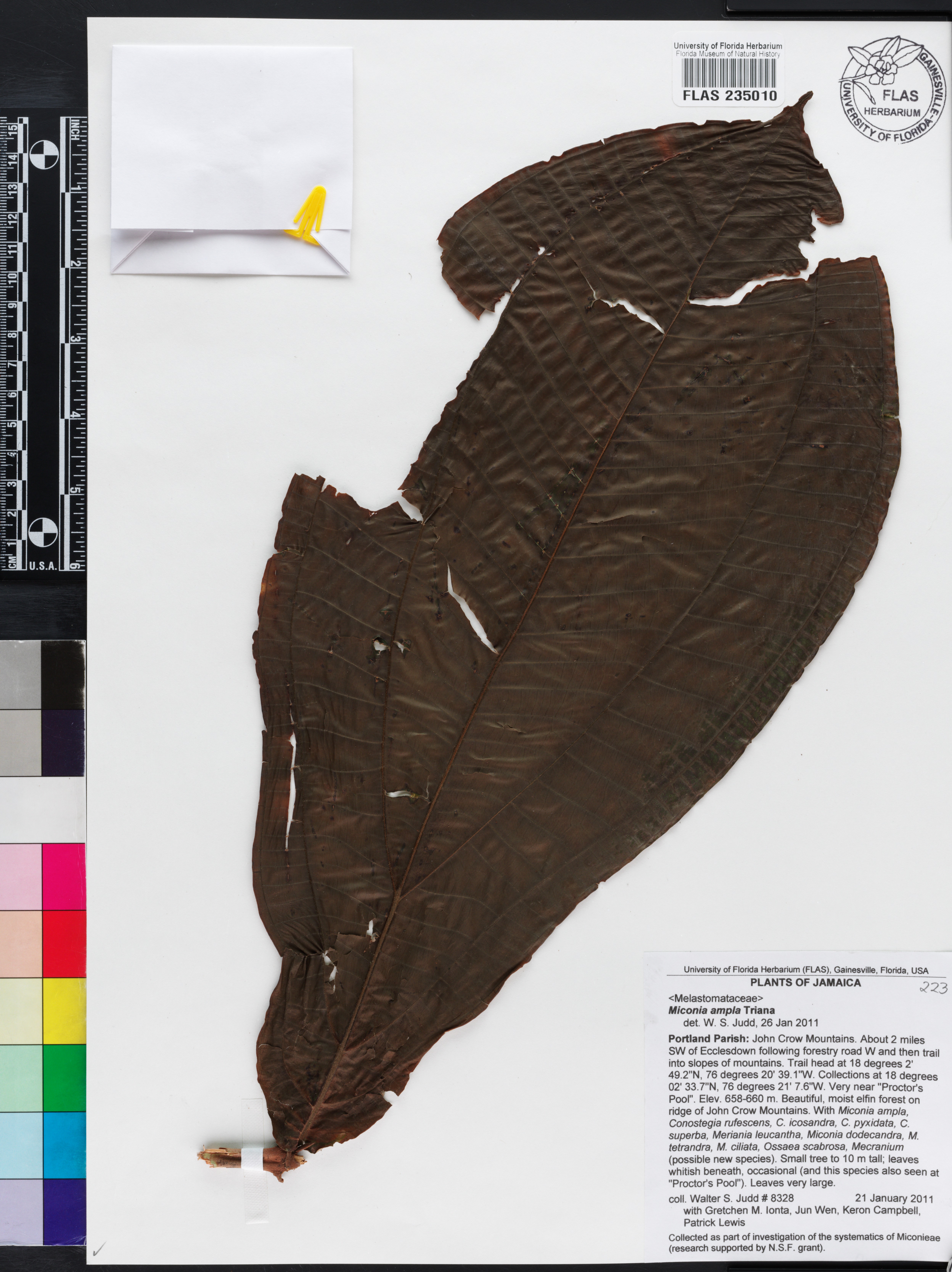 Miconia ampla image