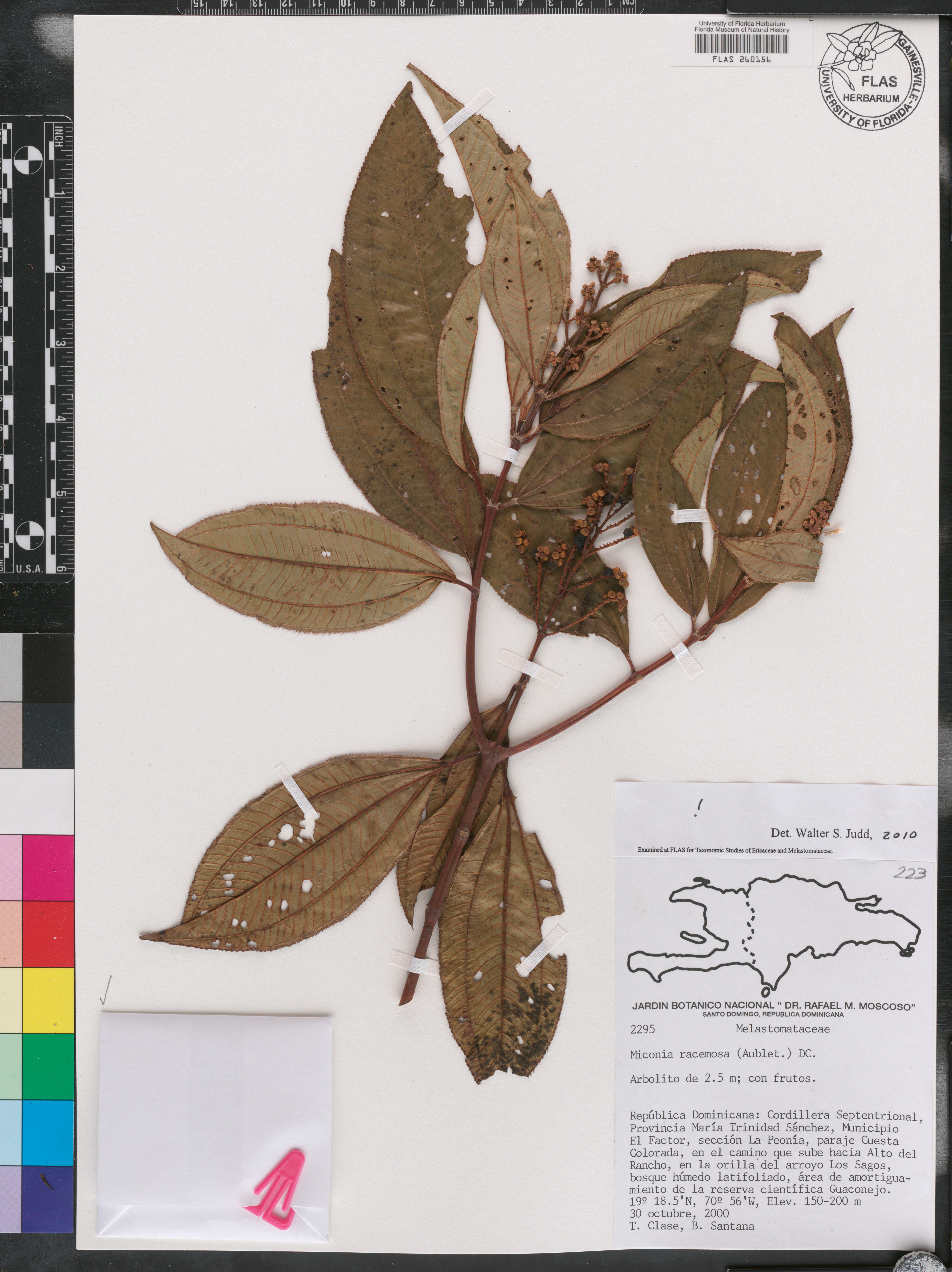 Miconia racemosa image