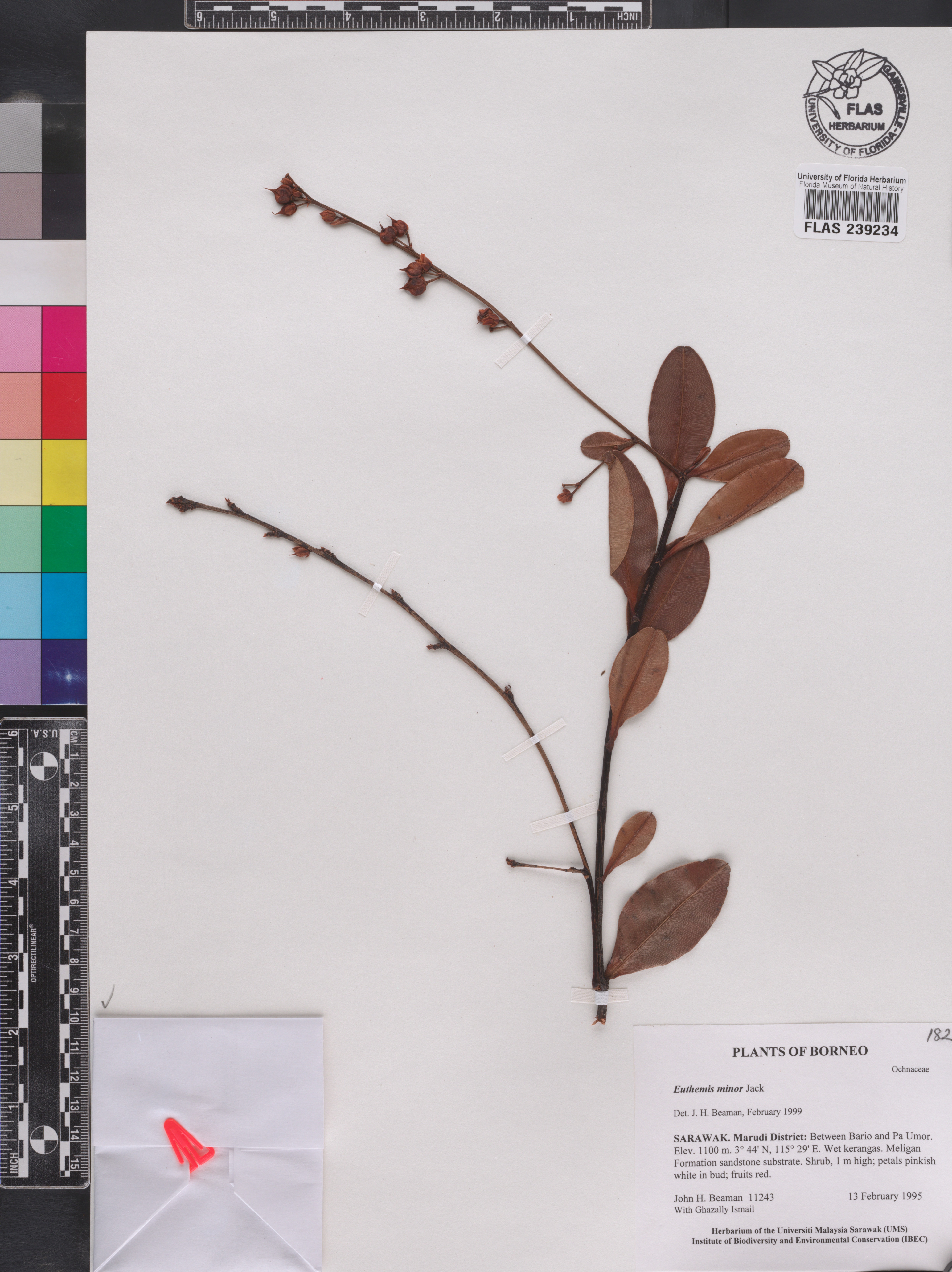 Euthemis minor image