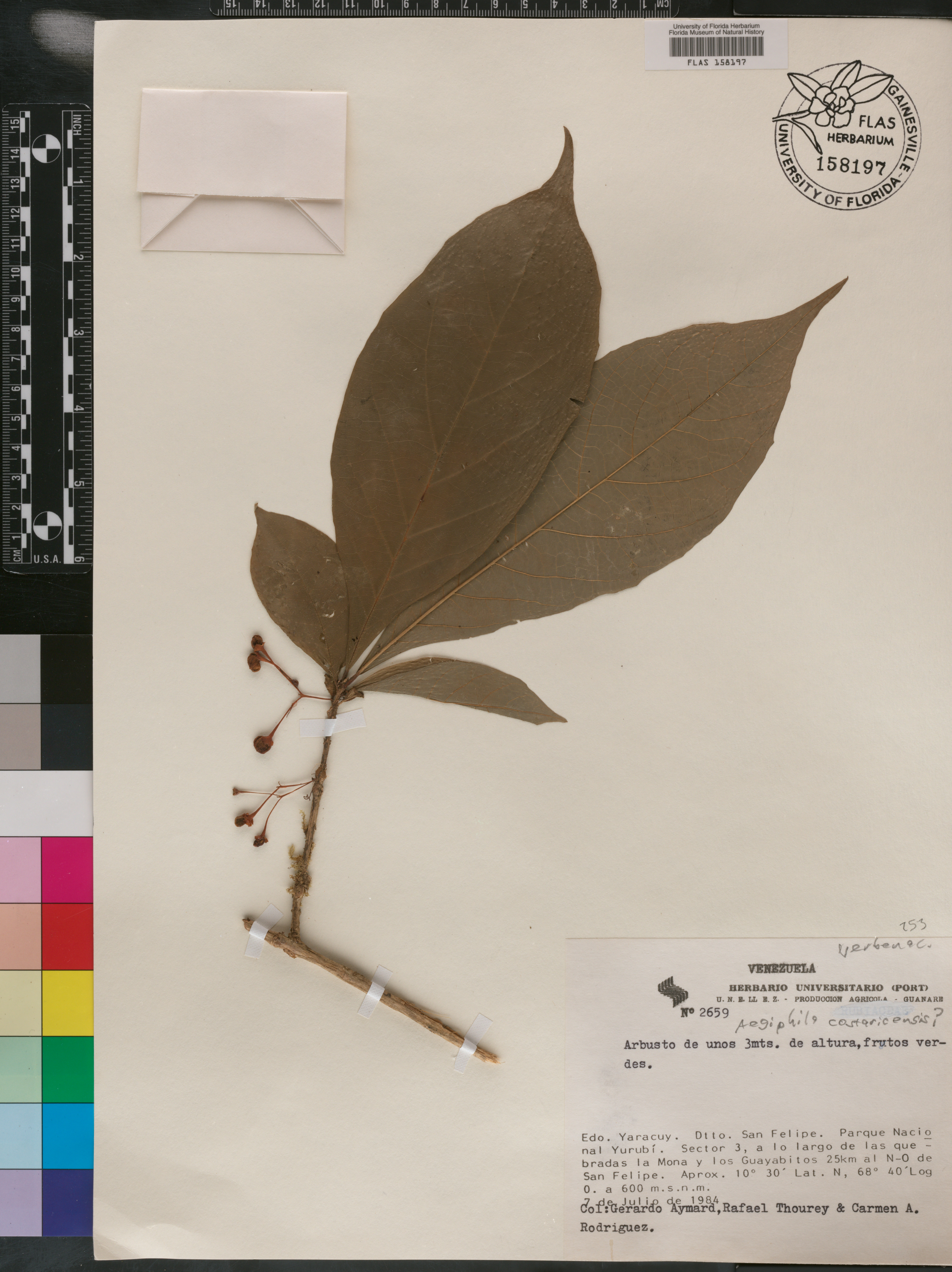 Aegiphila costaricensis image