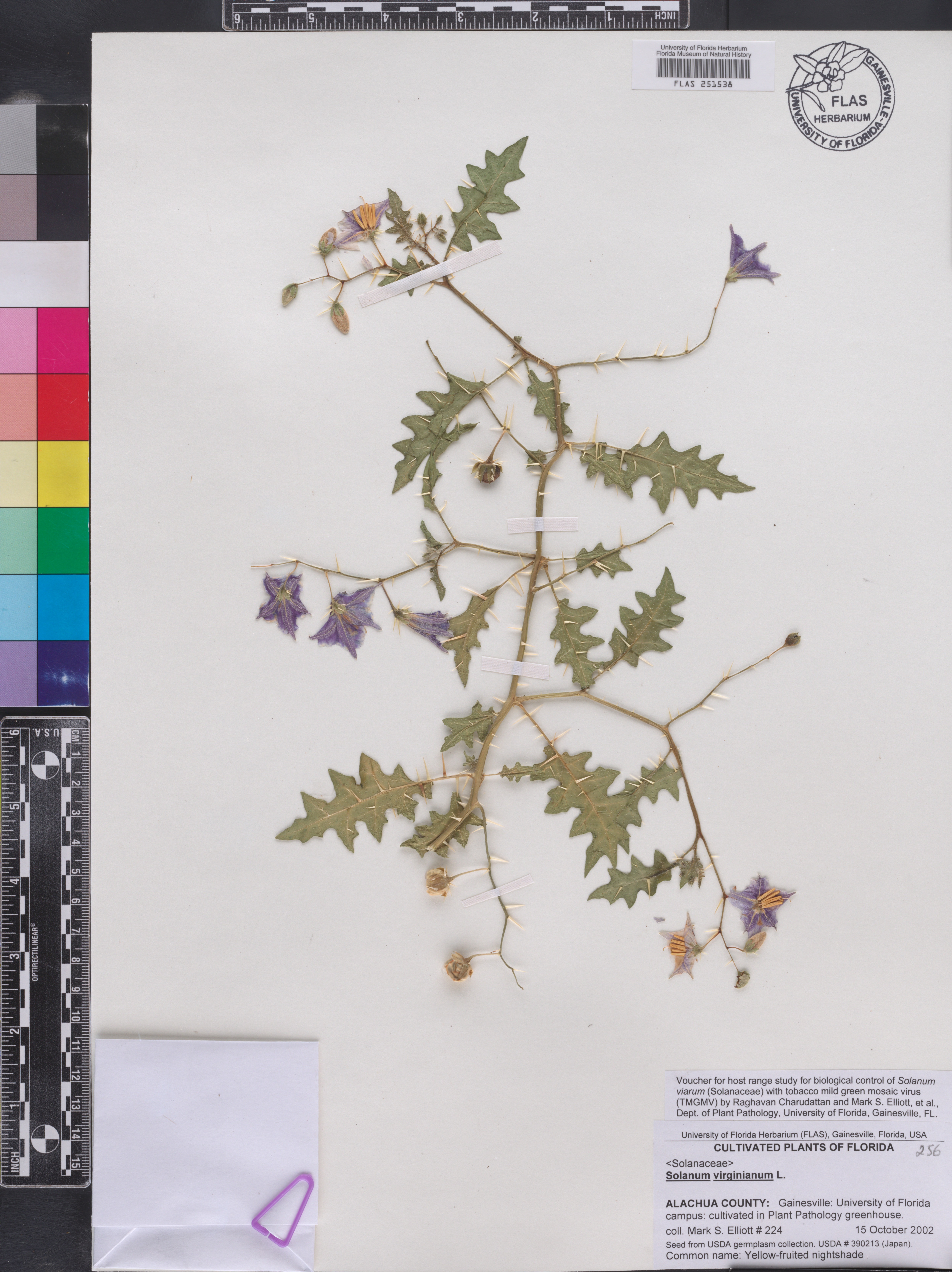 Solanum virginianum image