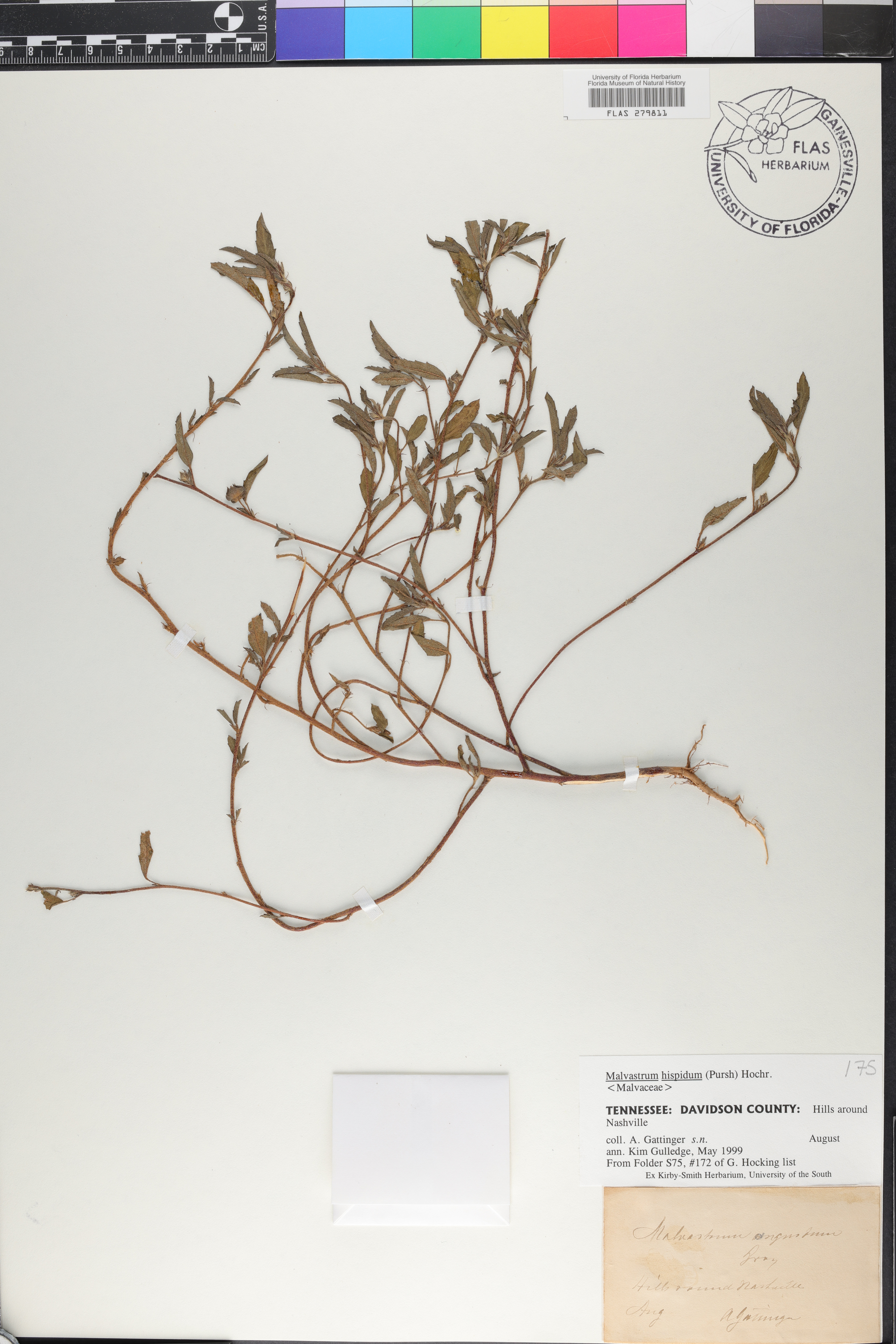 Malvastrum hispidum image