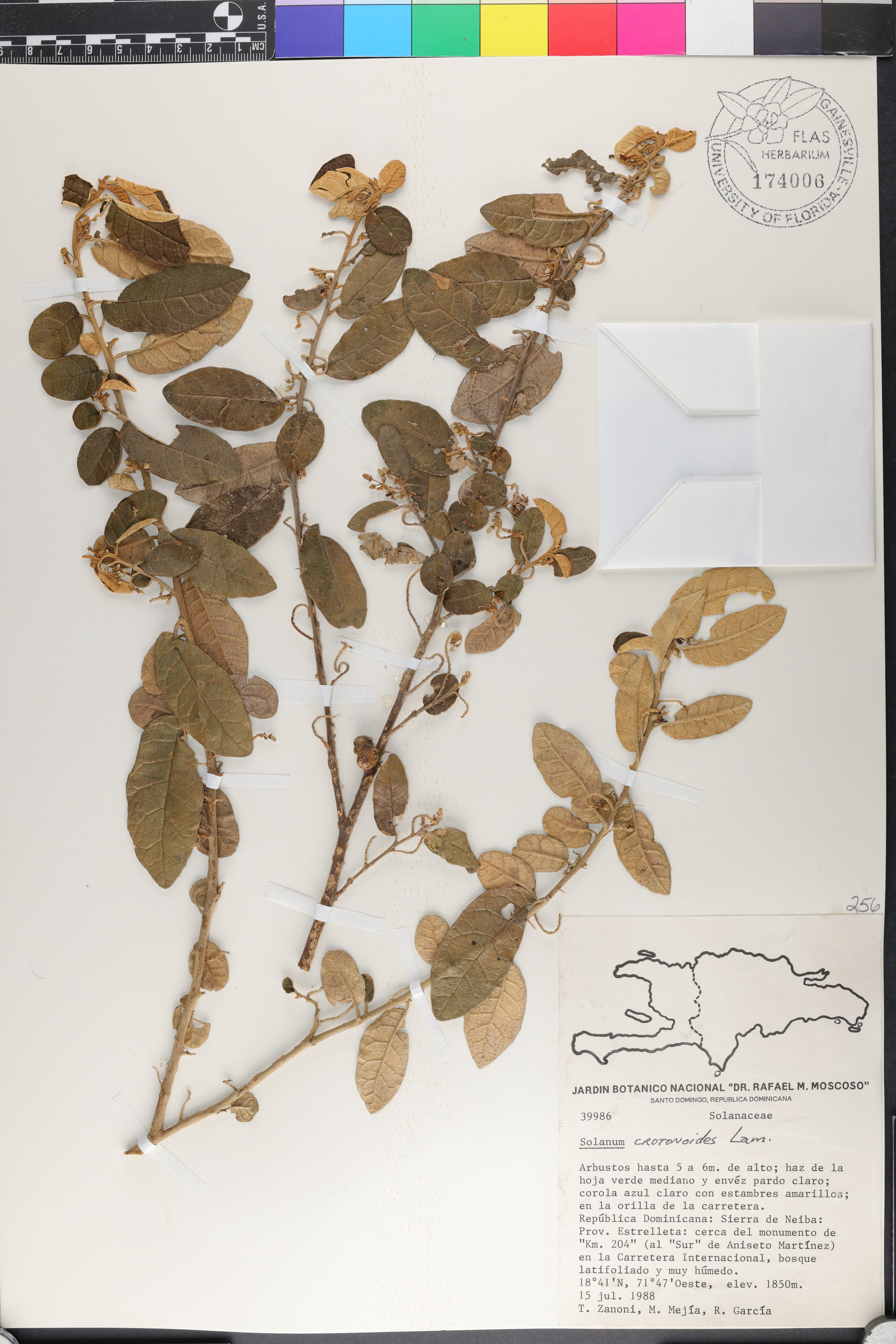 Solanum crotonoides image