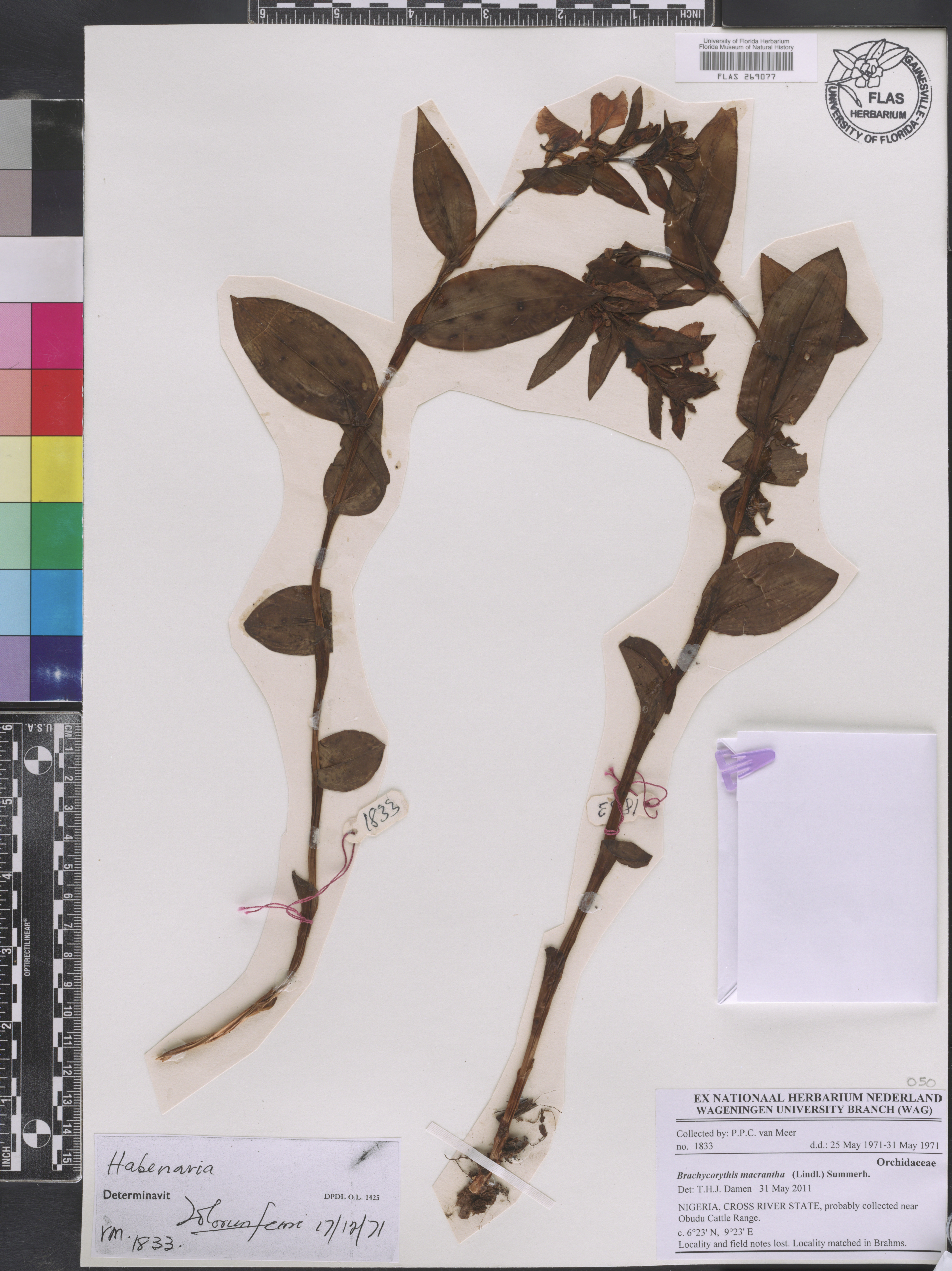 Brachycorythis macrantha image