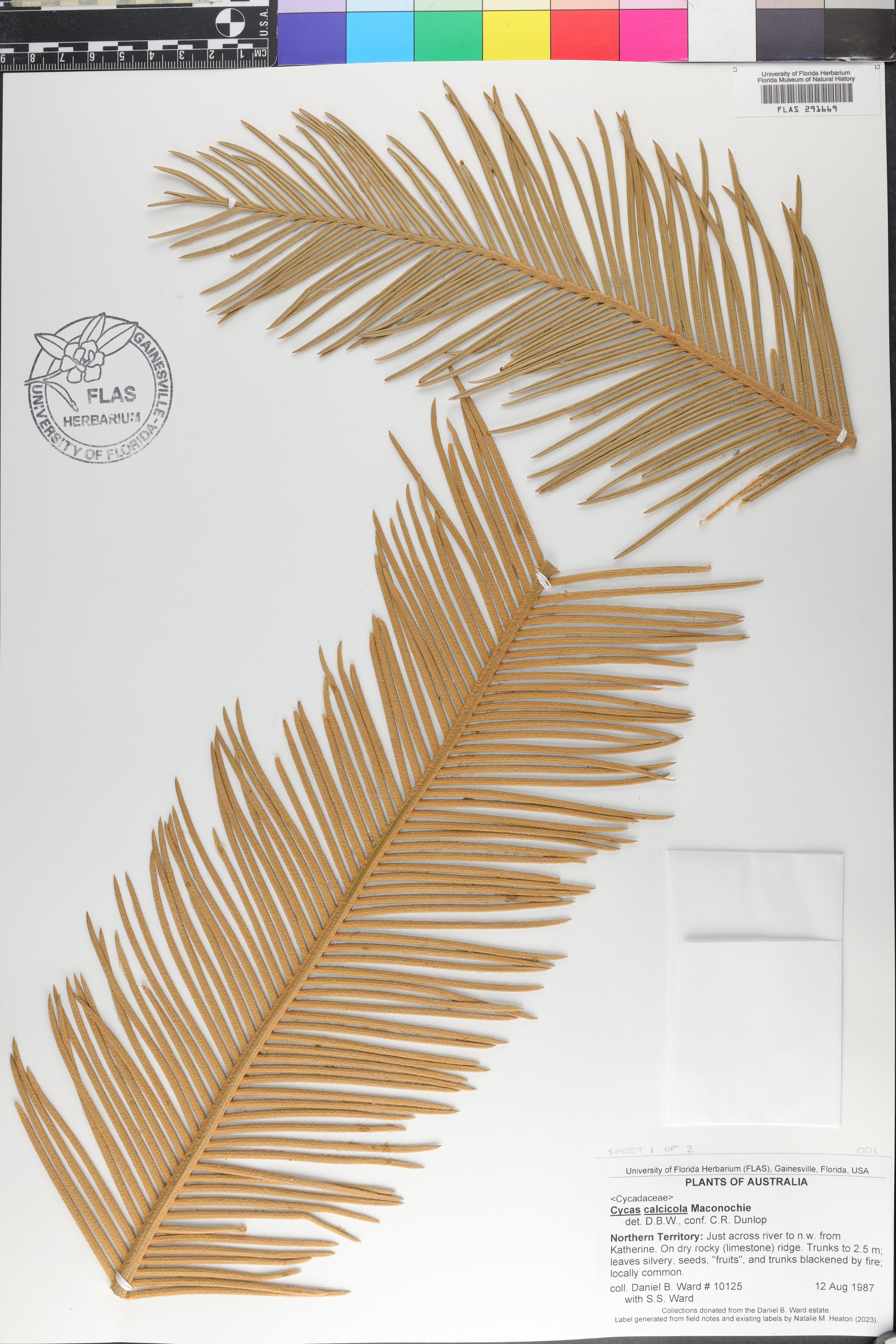 Cycas calcicola image