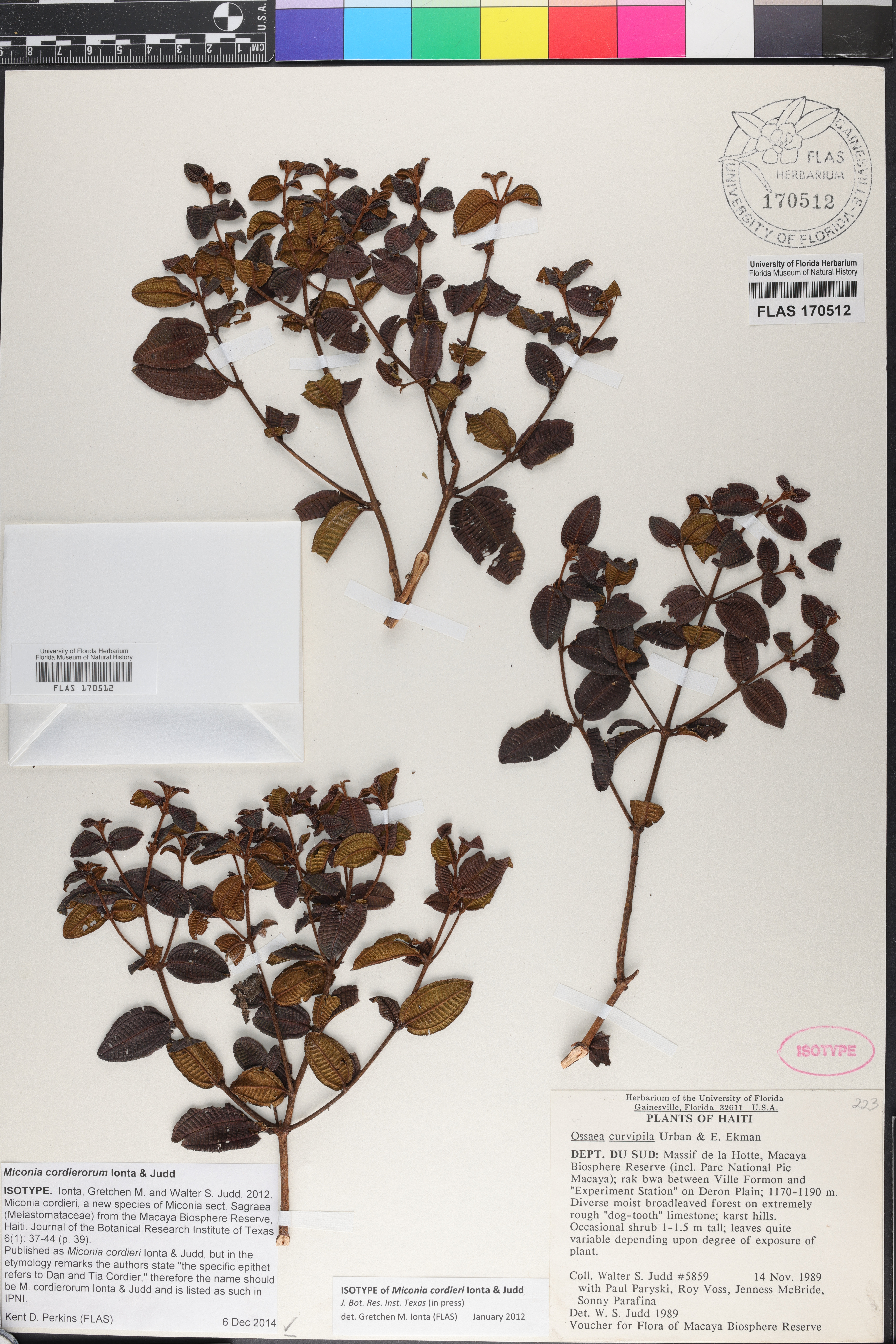Miconia cordierorum image