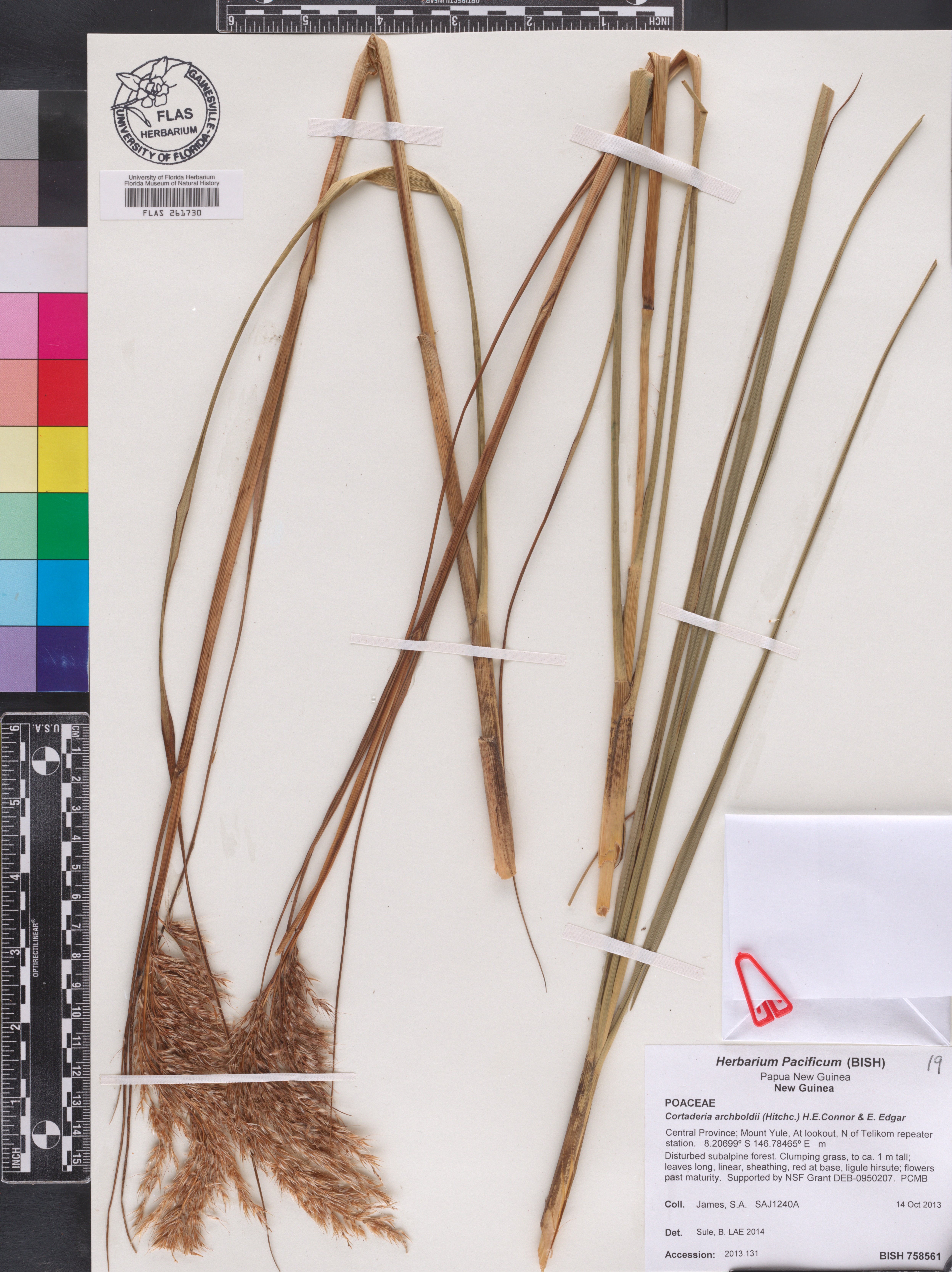 Cortaderia archboldii image