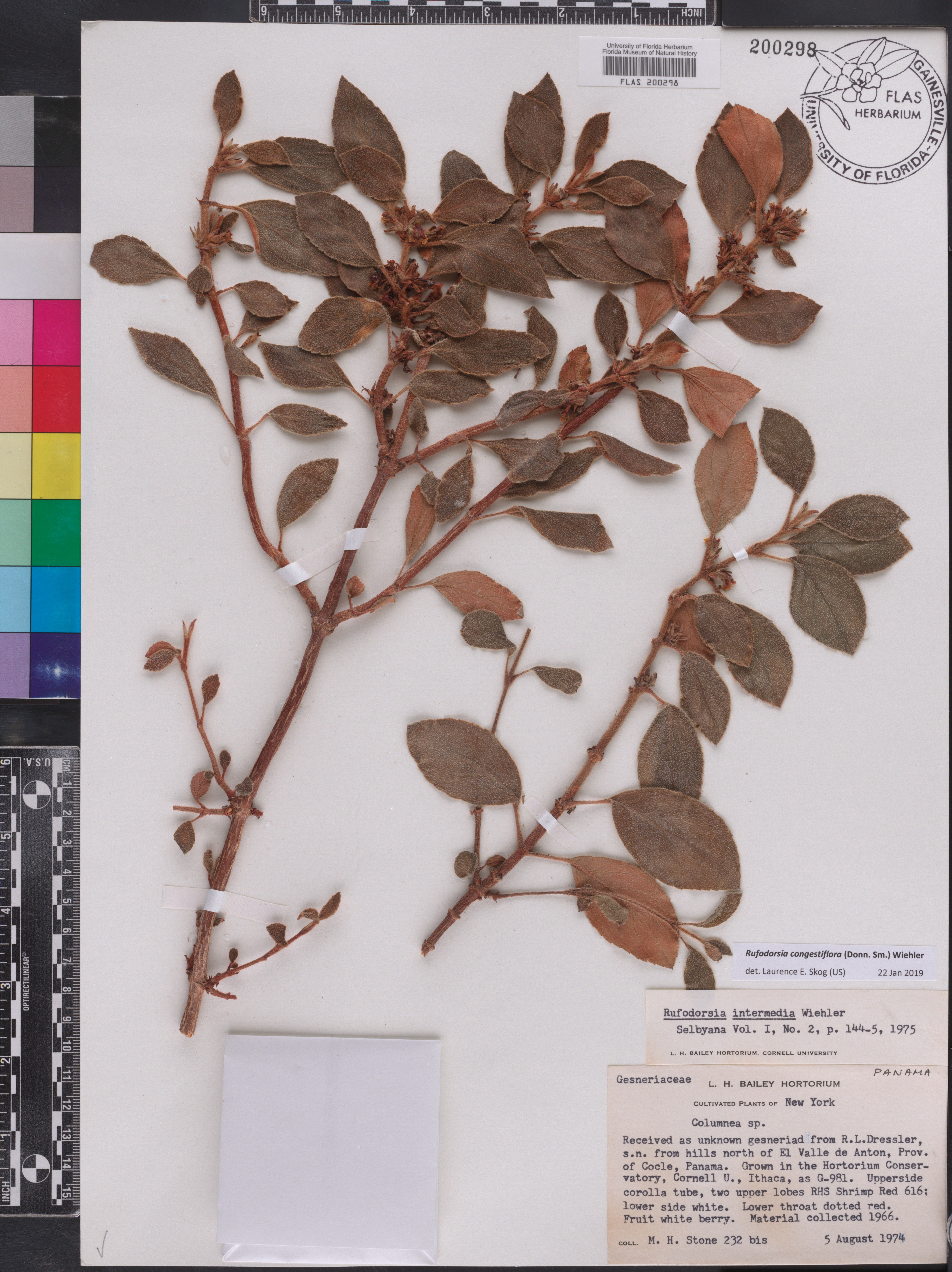 Rufodorsia congestiflora image