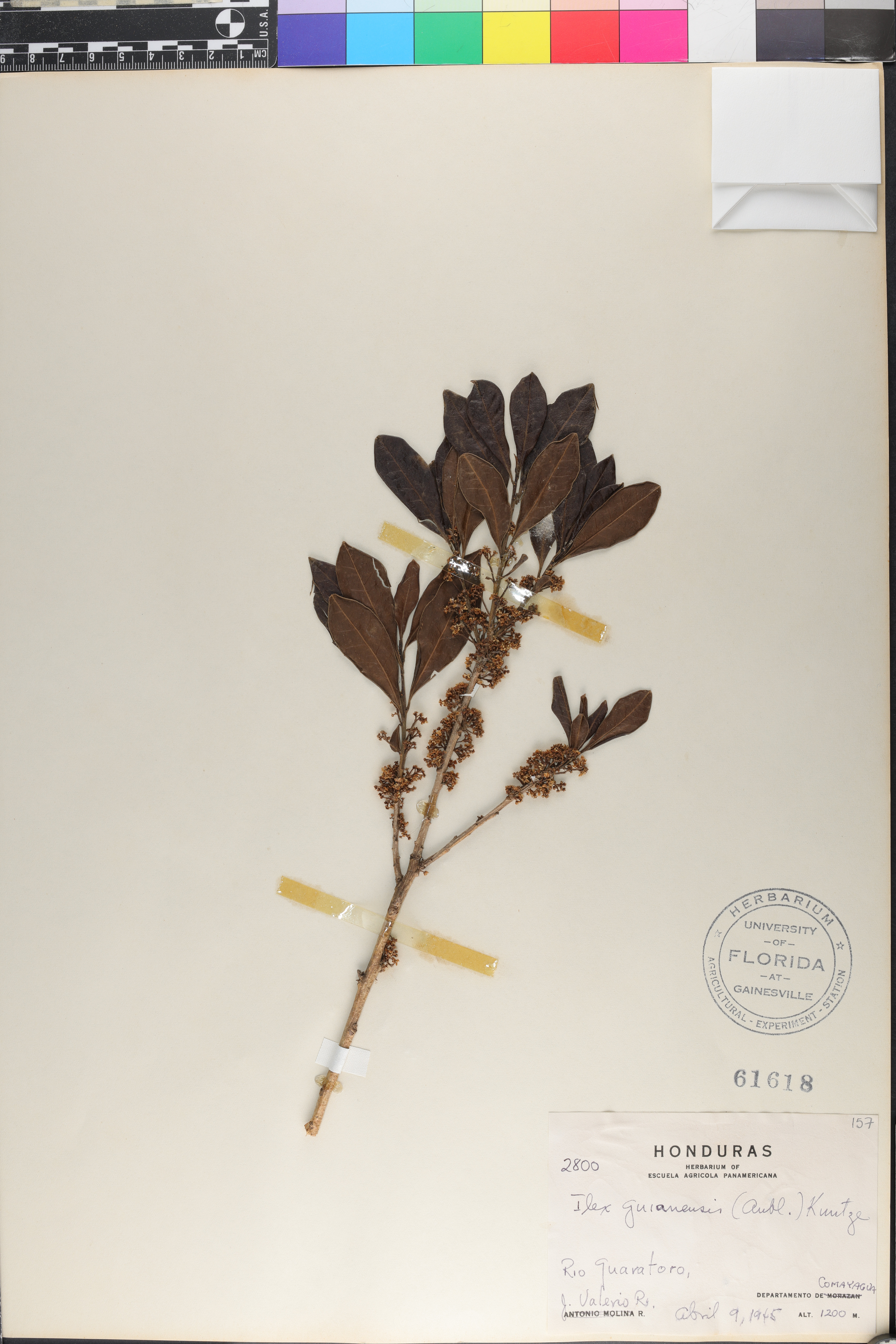 Ilex guianensis image
