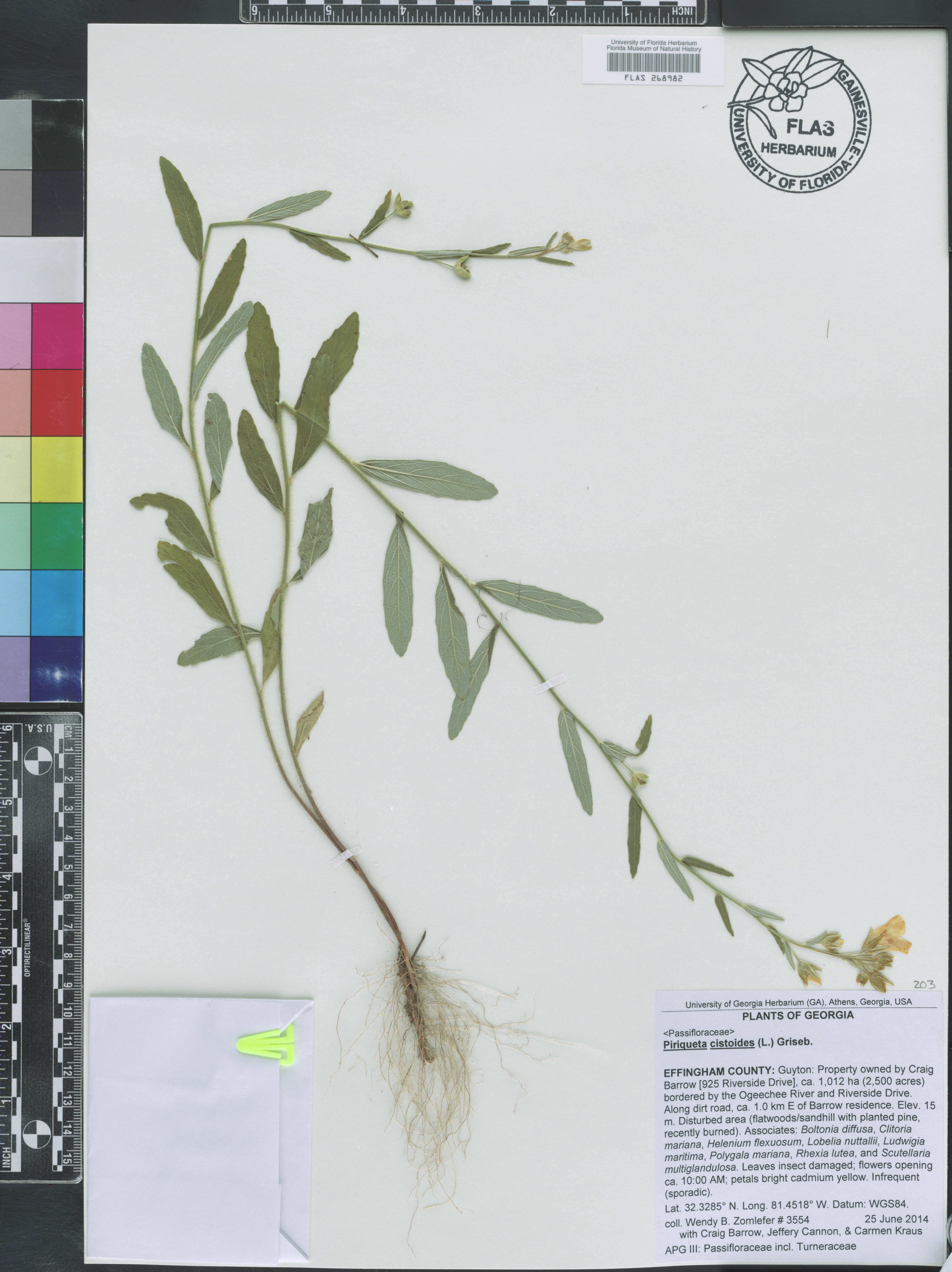 Piriqueta cistoides image