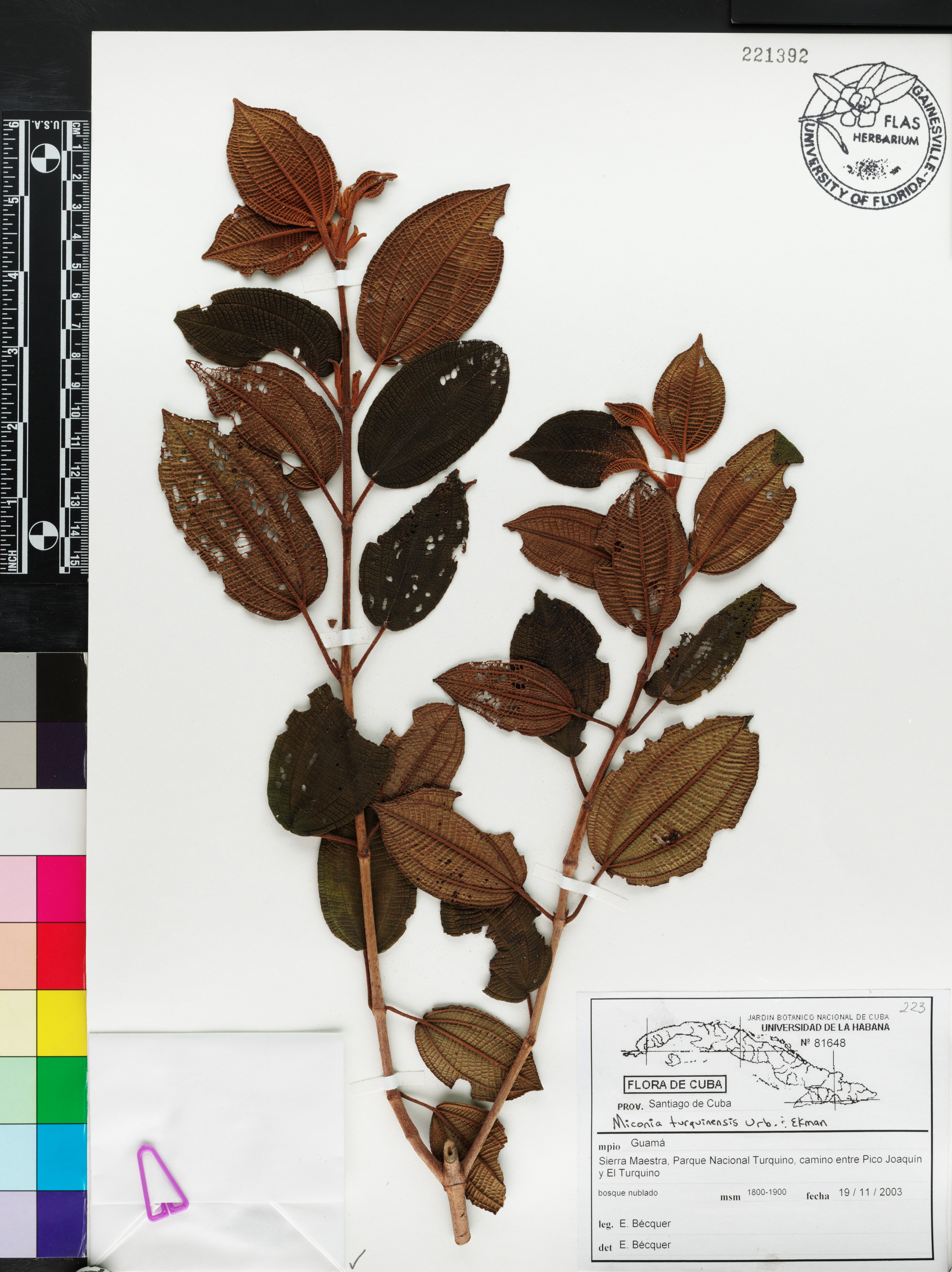 Miconia turquinensis image