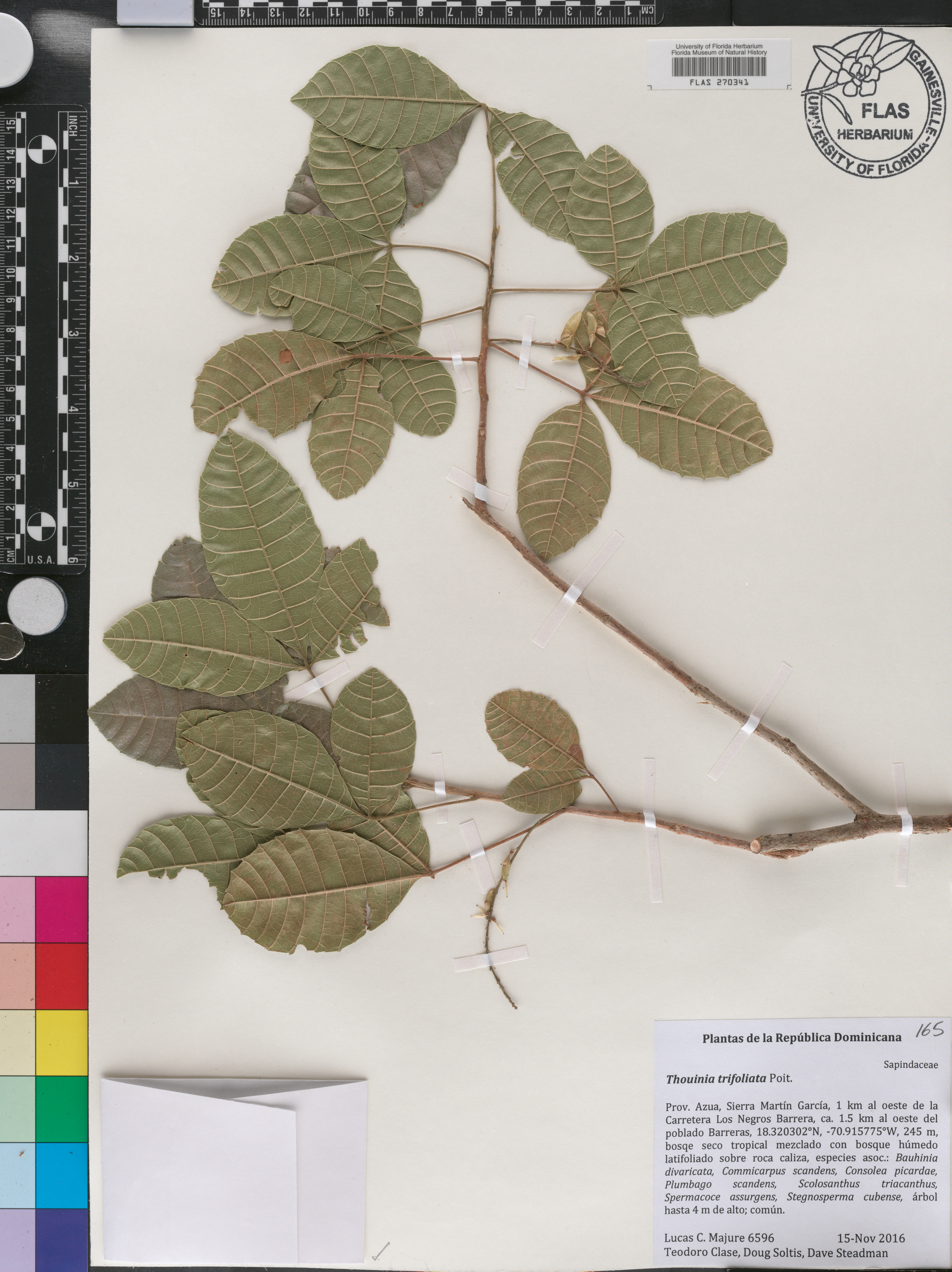 Thouinia trifoliata image