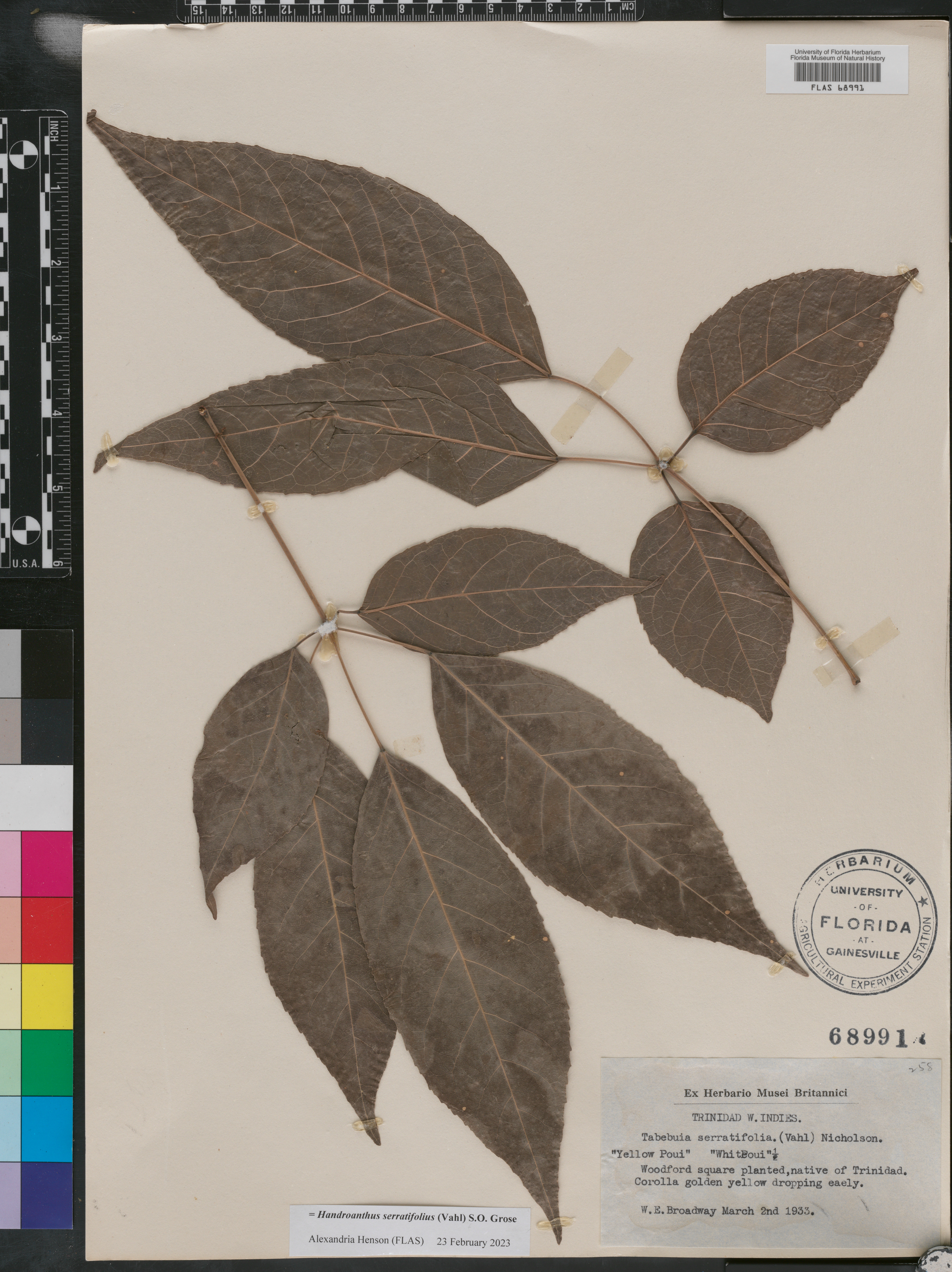 Handroanthus serratifolius image