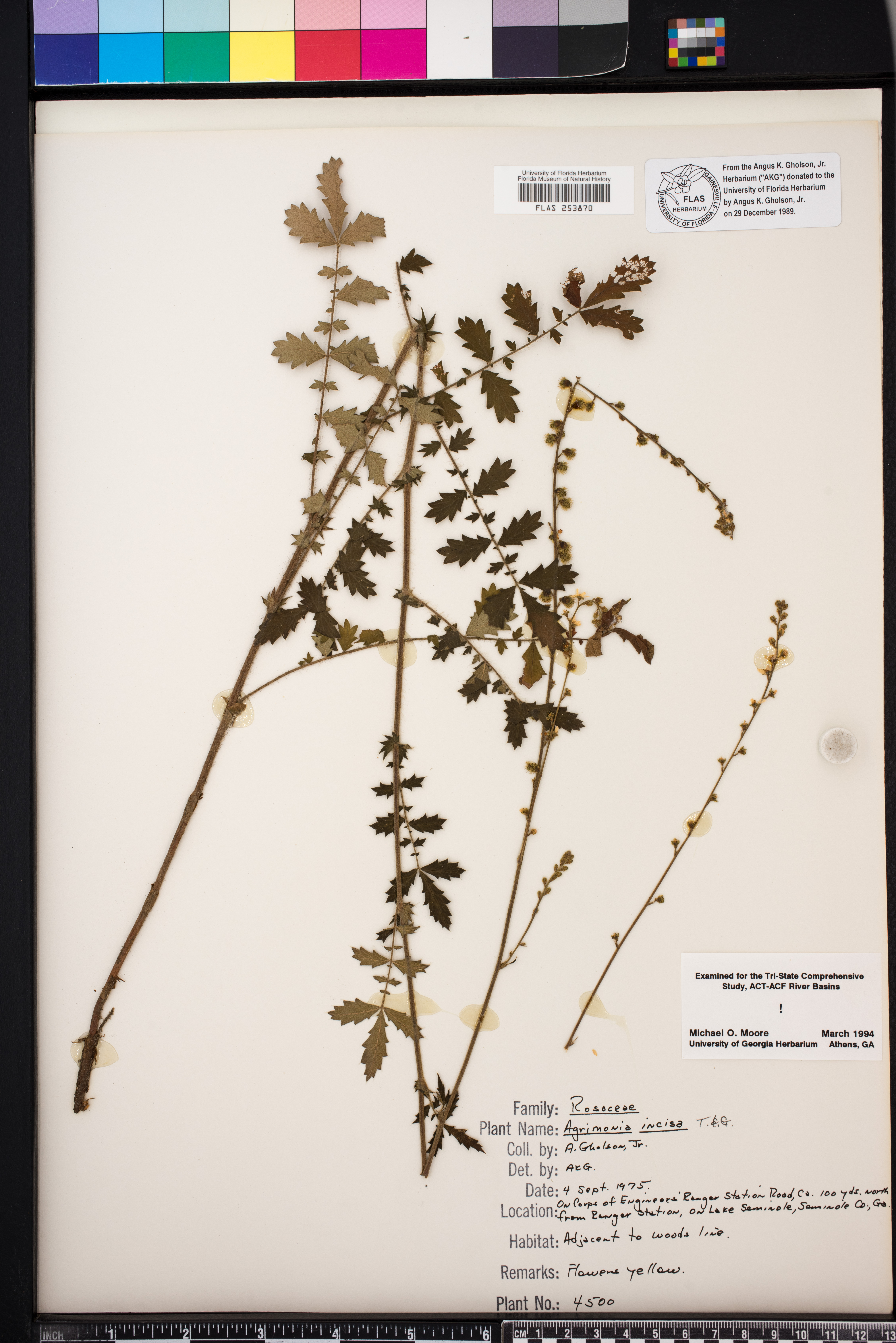 Agrimonia incisa image