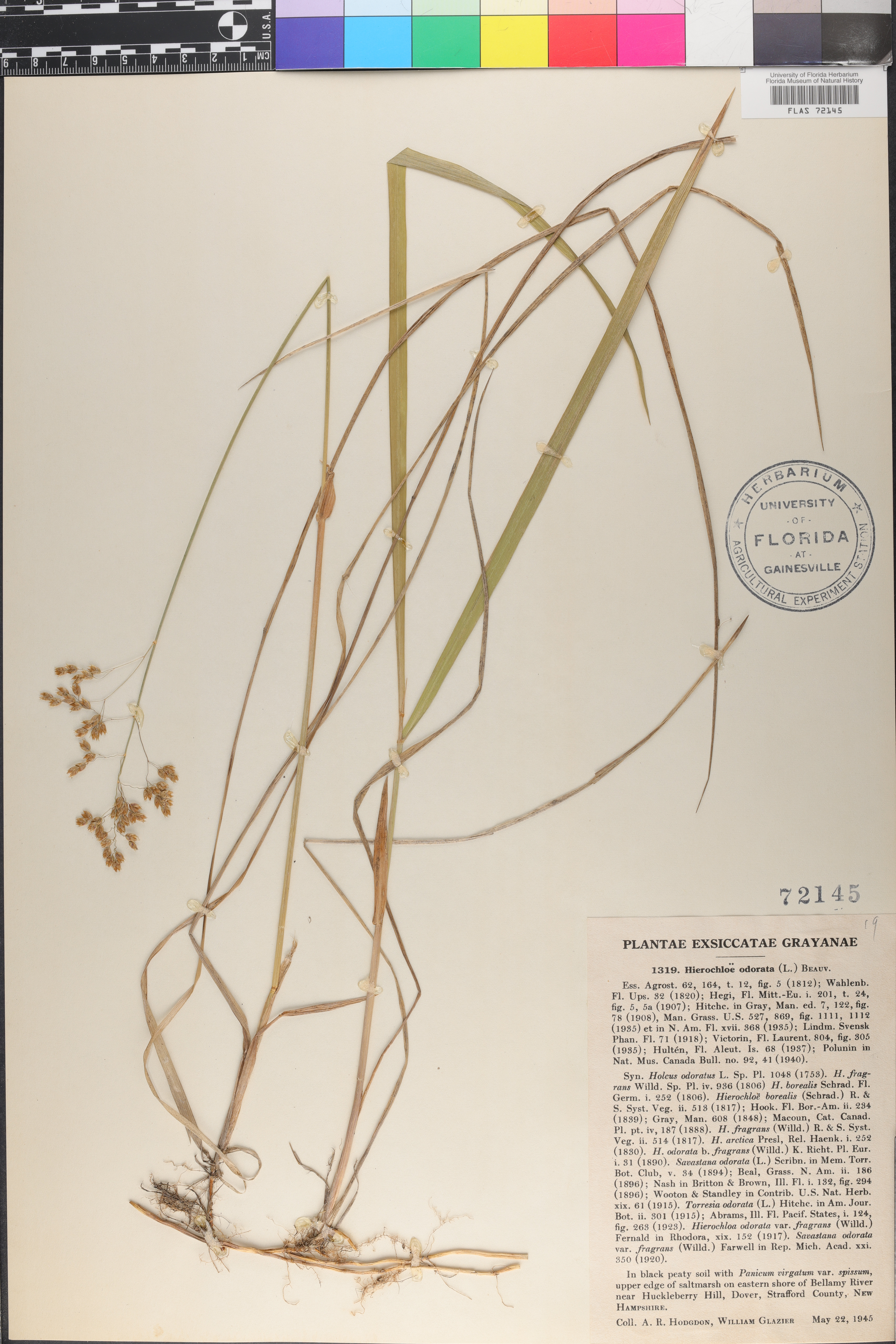 Anthoxanthum nitens image
