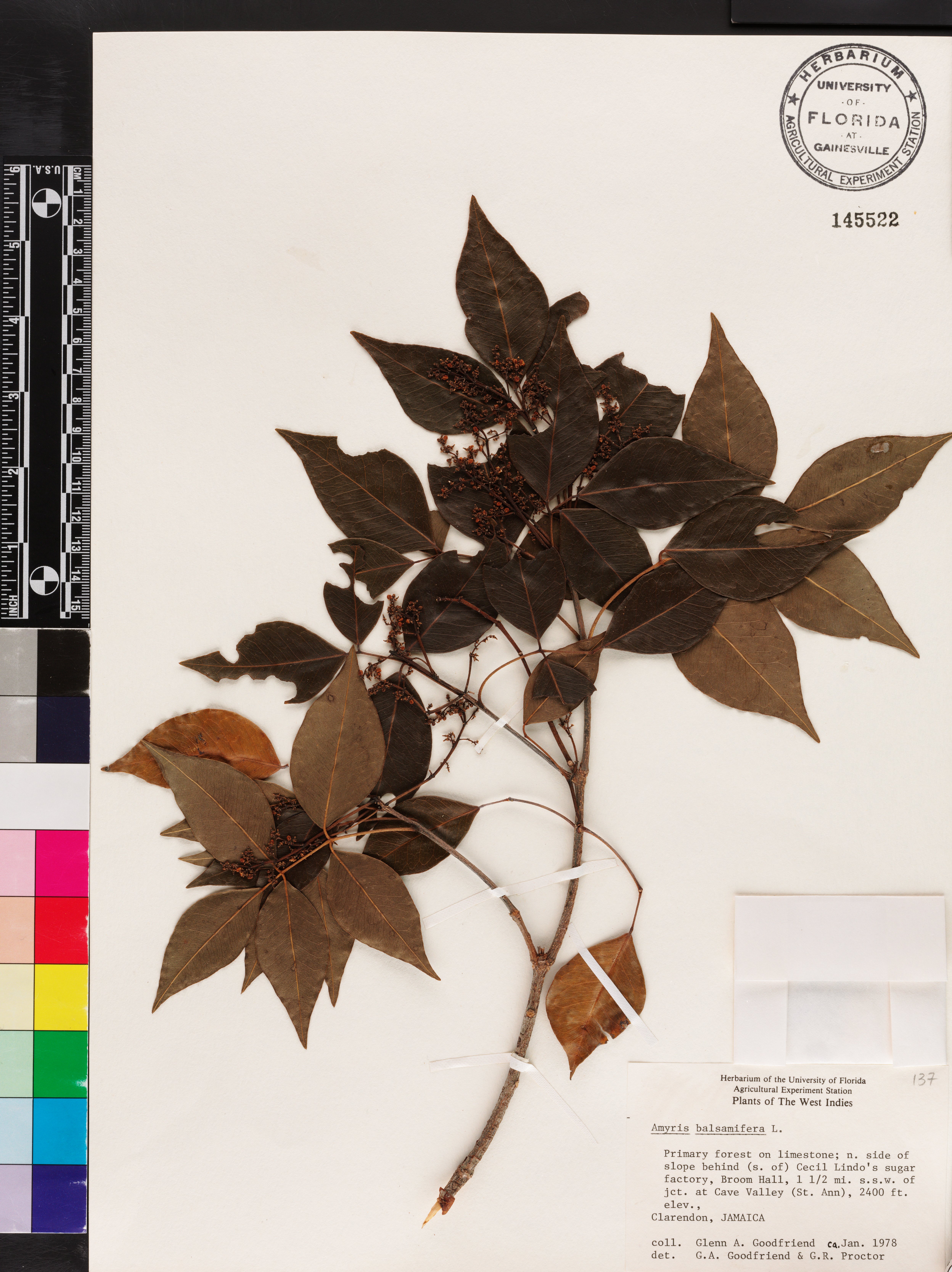 Amyris balsamifera image