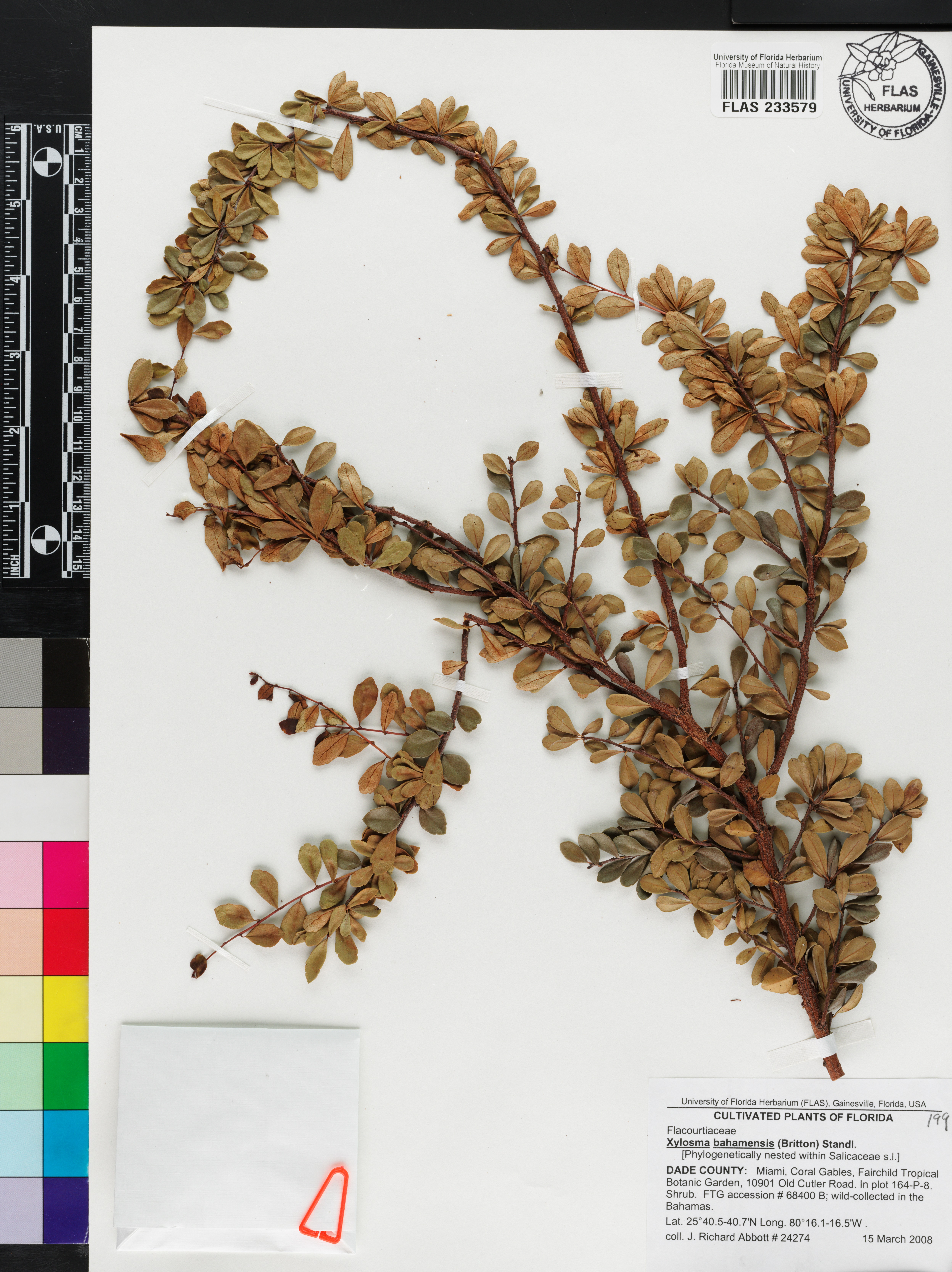 Xylosma bahamensis image