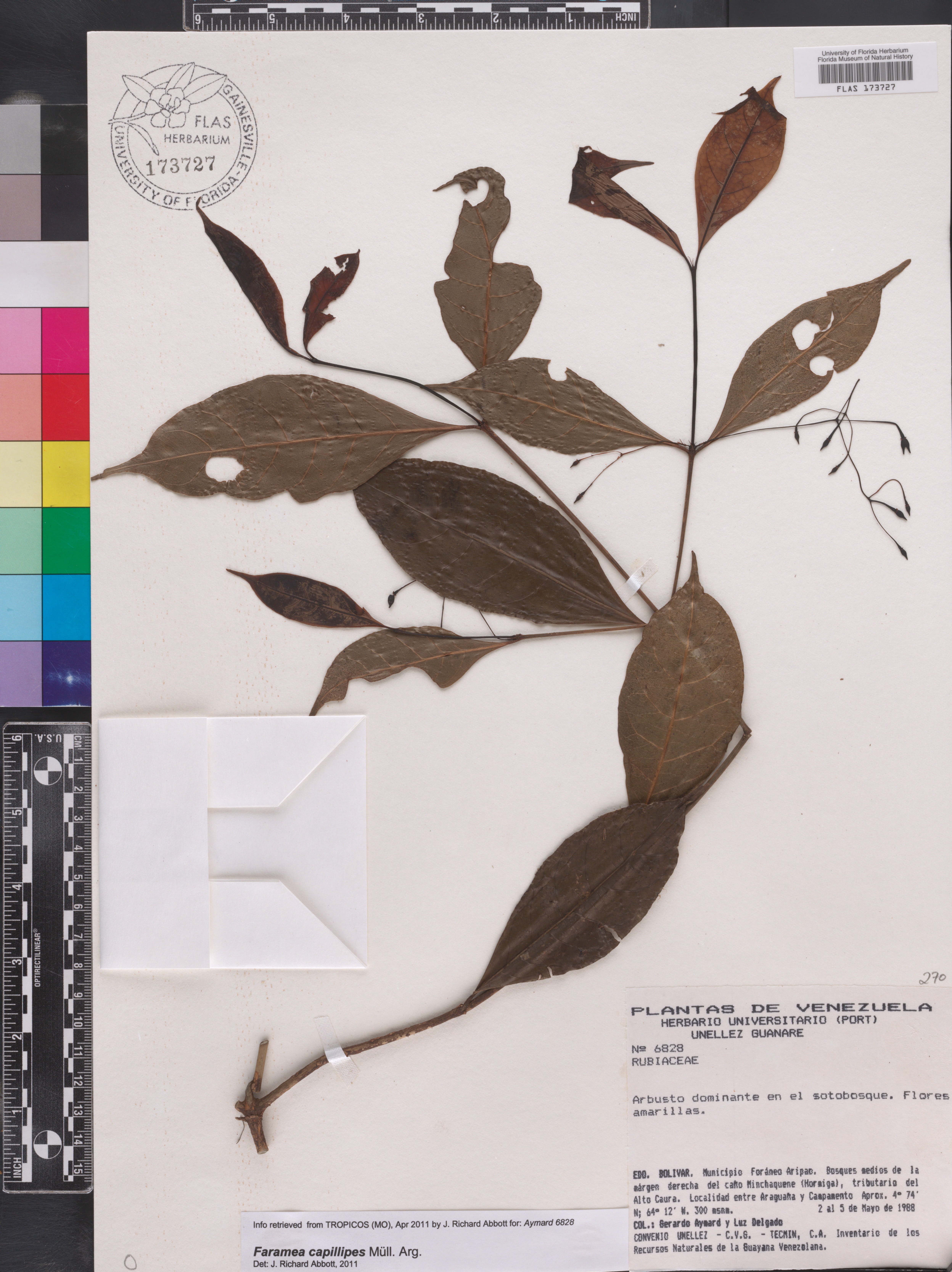 Faramea capillipes image