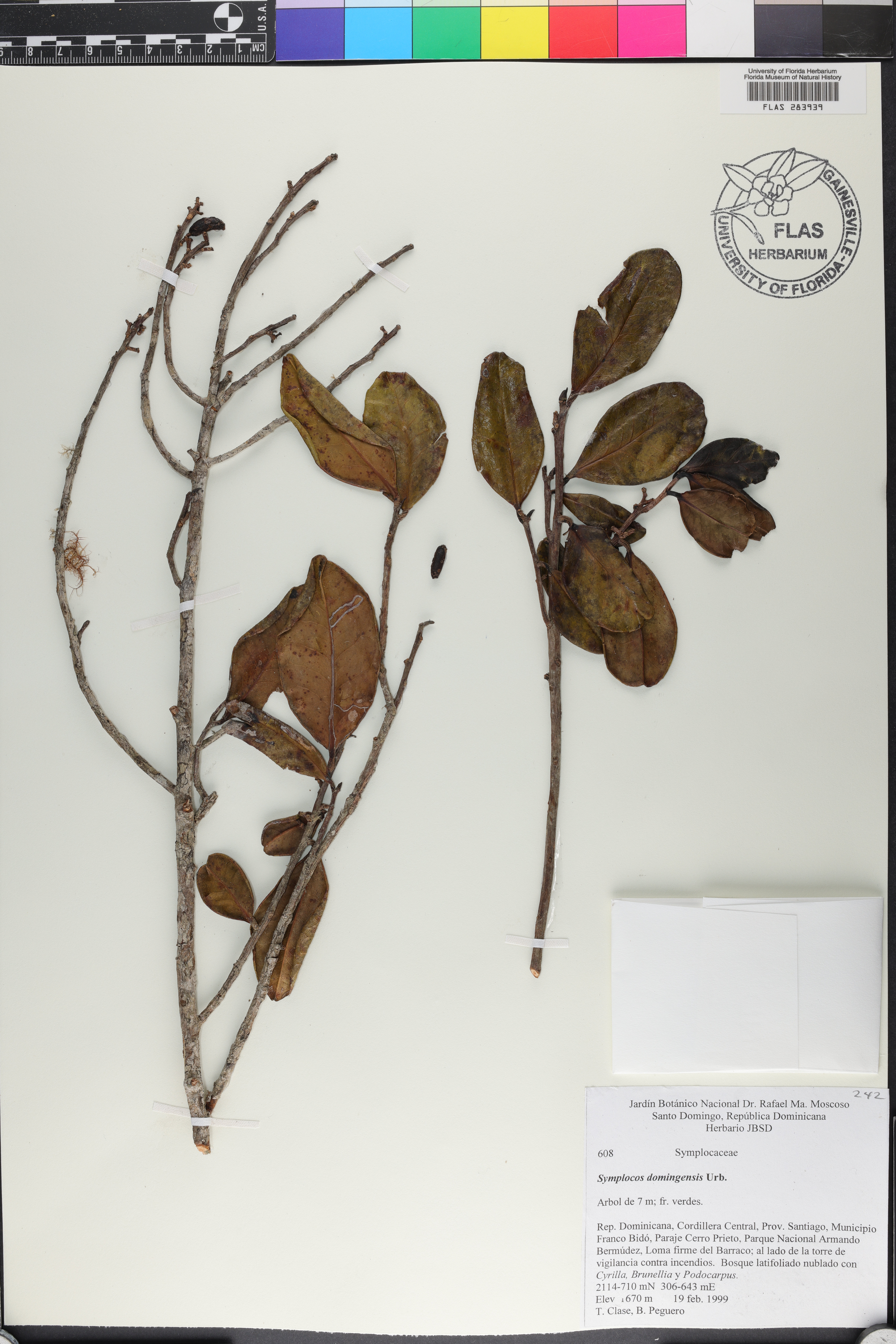 Symplocos domingensis image