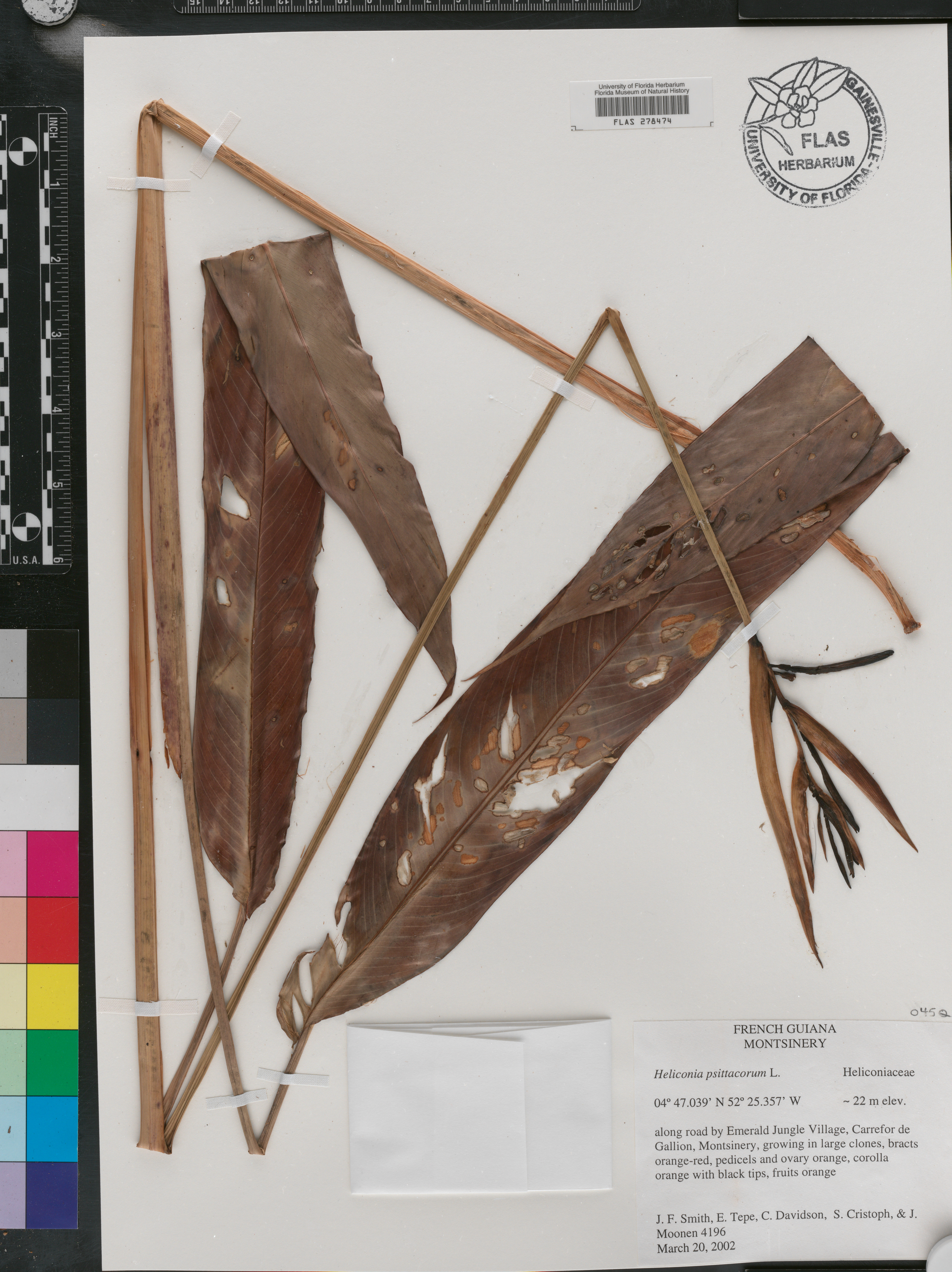 Heliconia psittacorum image