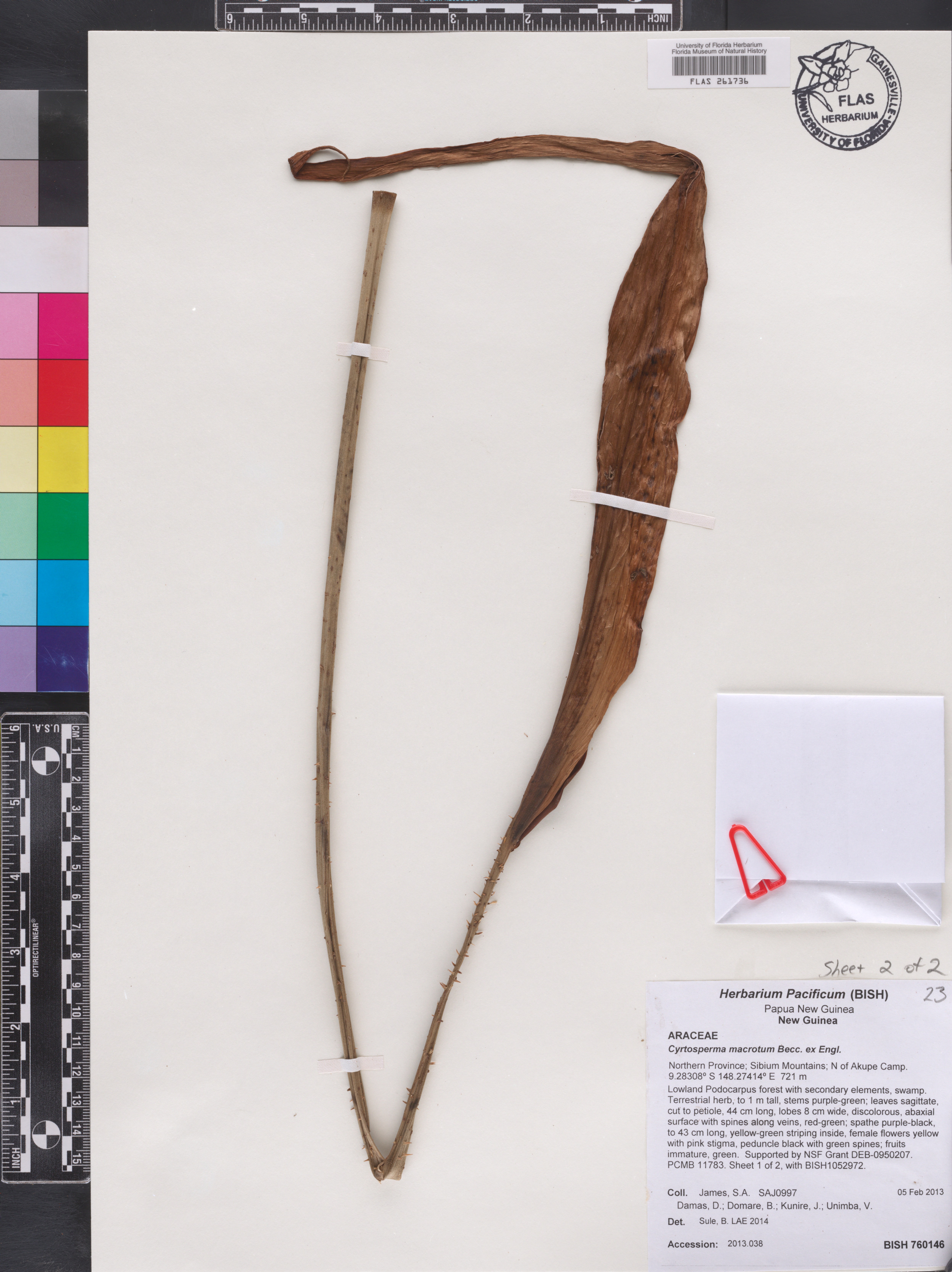 Cyrtosperma macrotum image