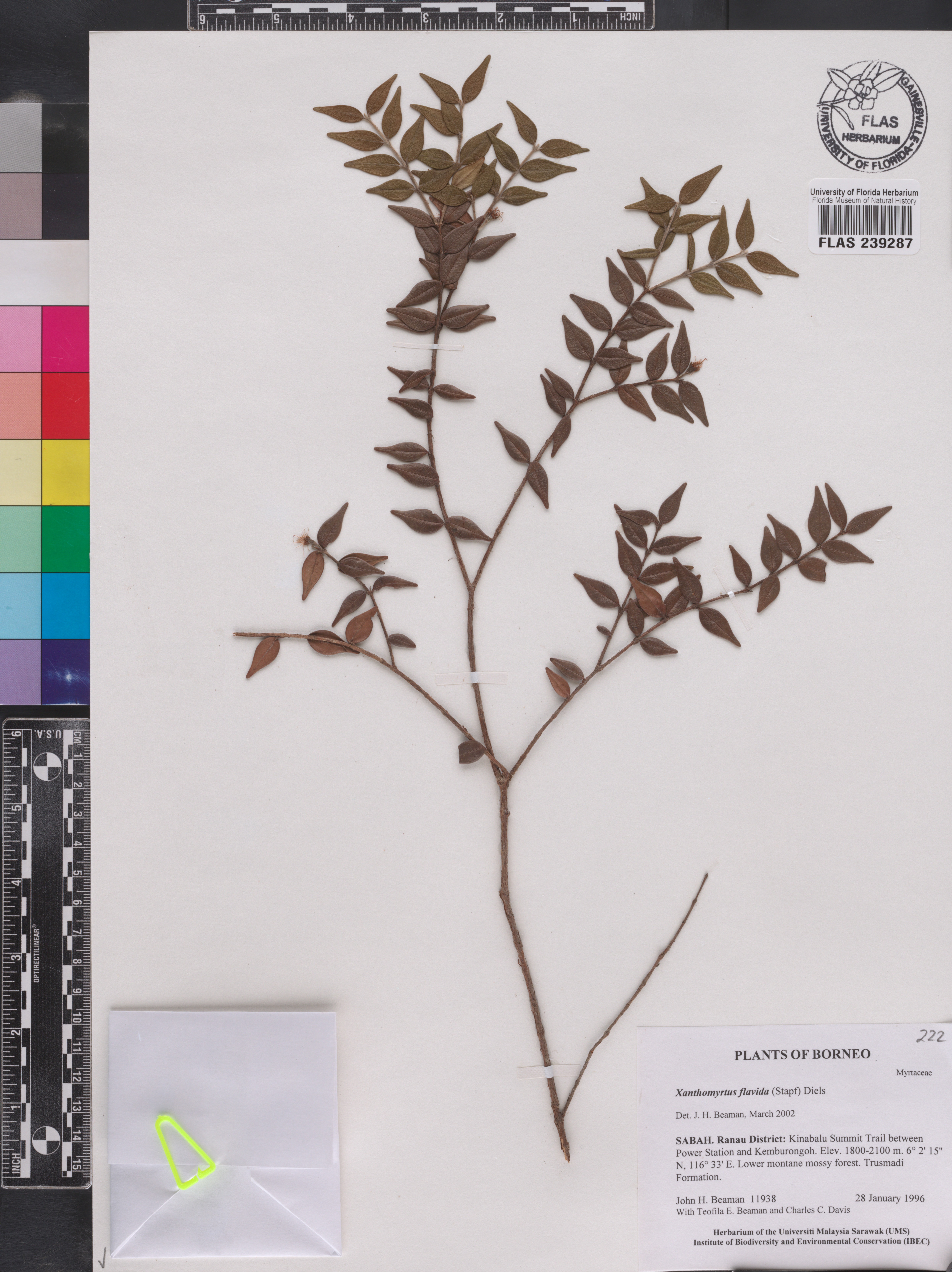 Xanthomyrtus flavida image