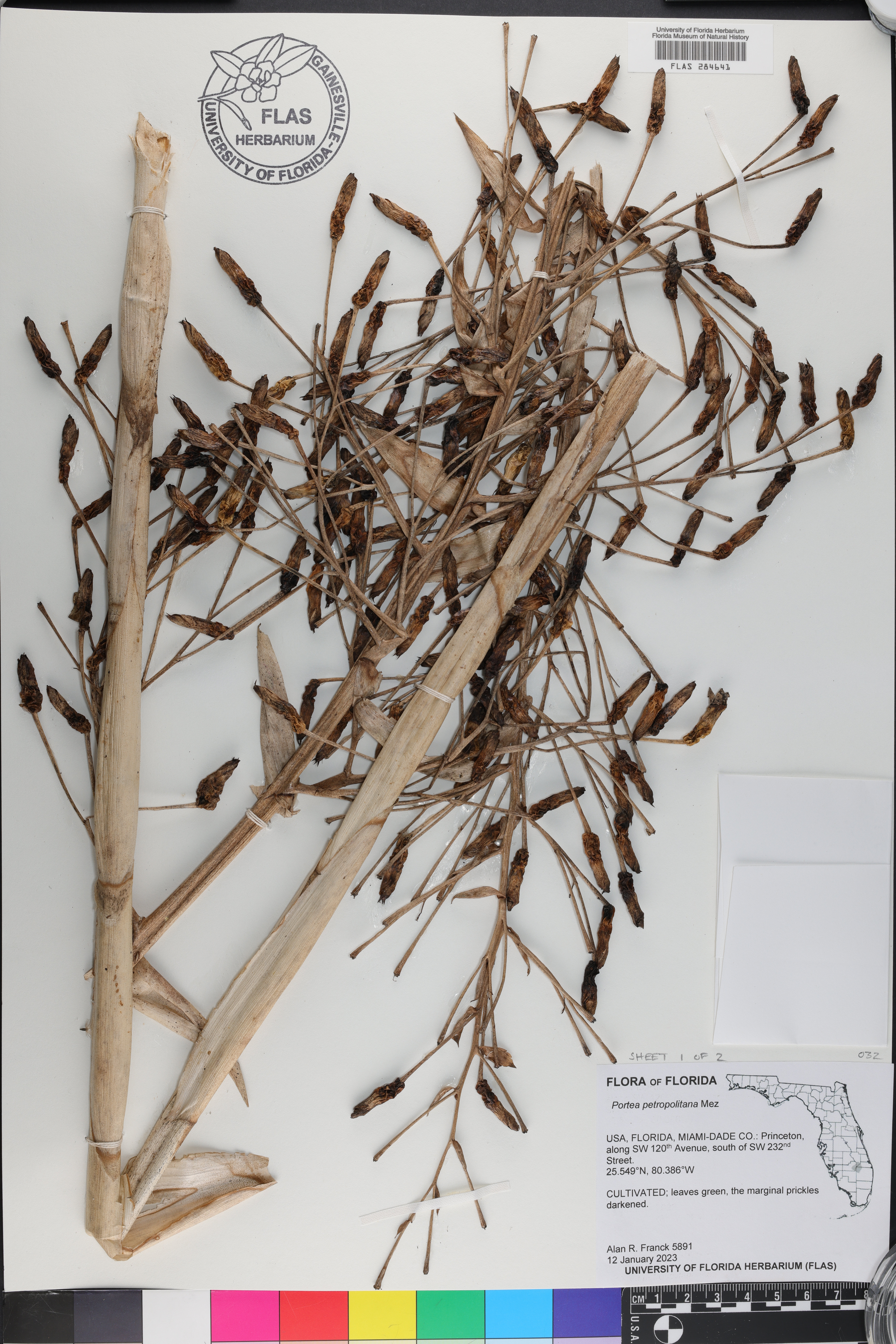 Portea petropolitana thumbnail