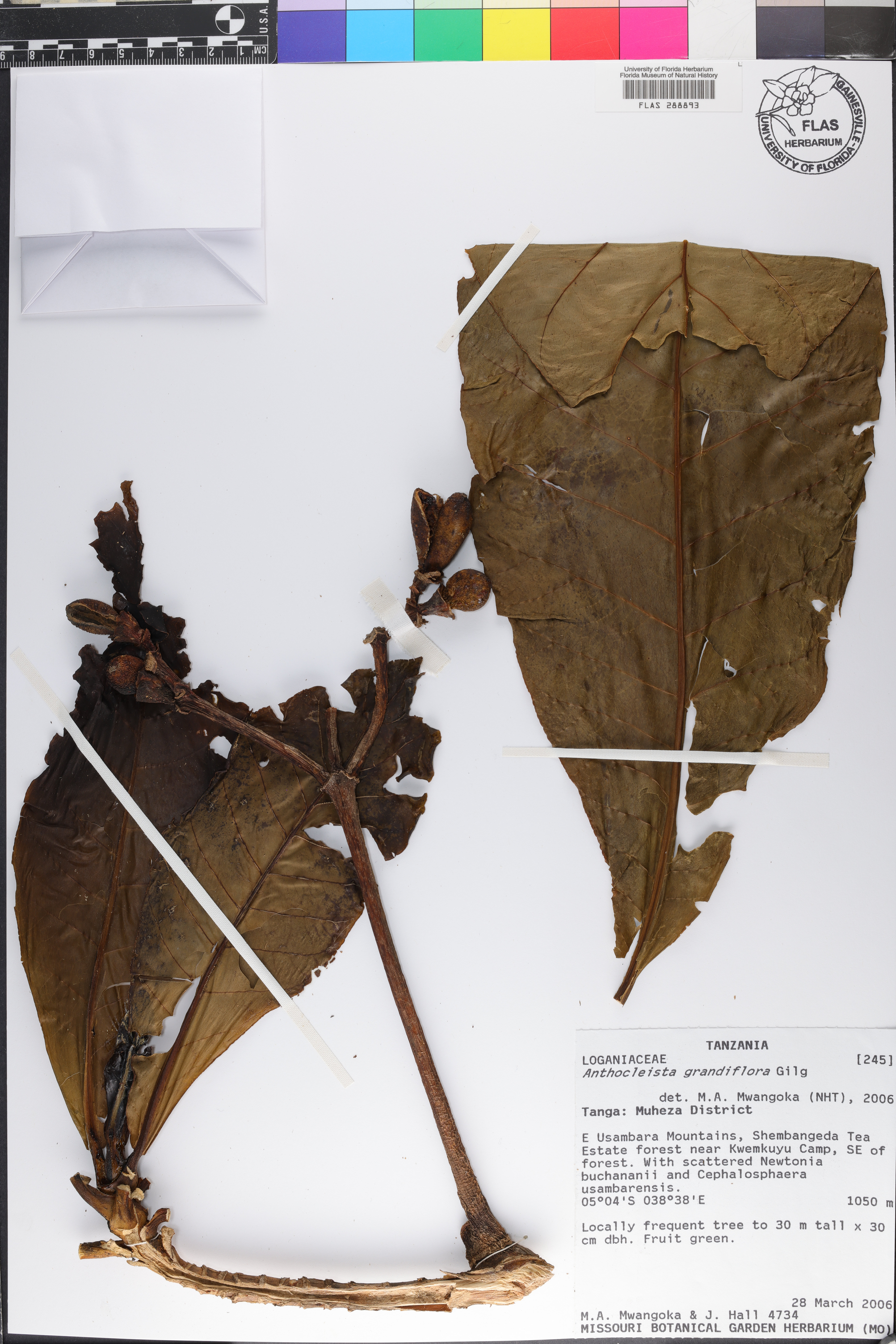Anthocleista grandiflora image