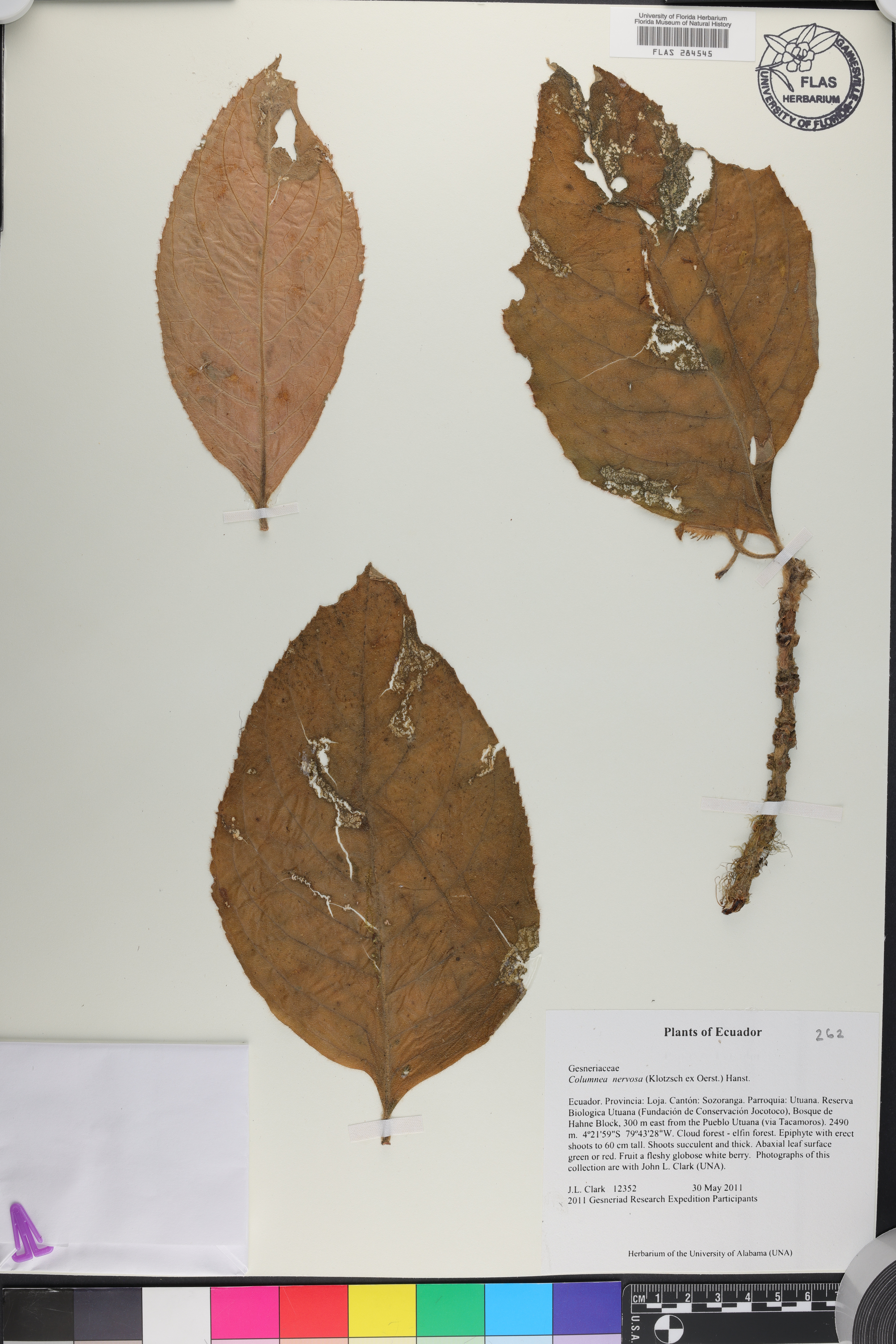 Columnea nervosa image