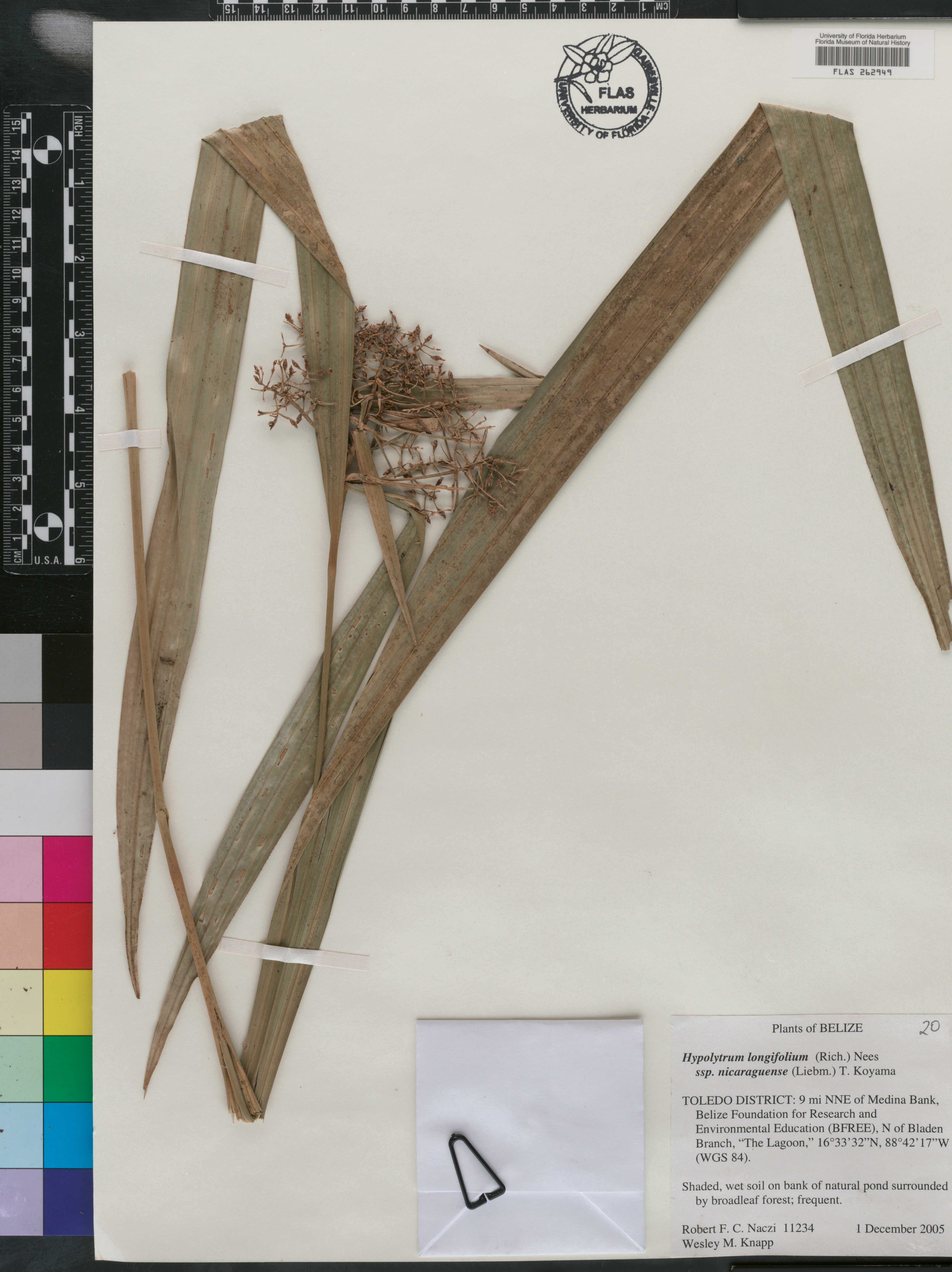Hypolytrum longifolium subsp. nicaraguense image