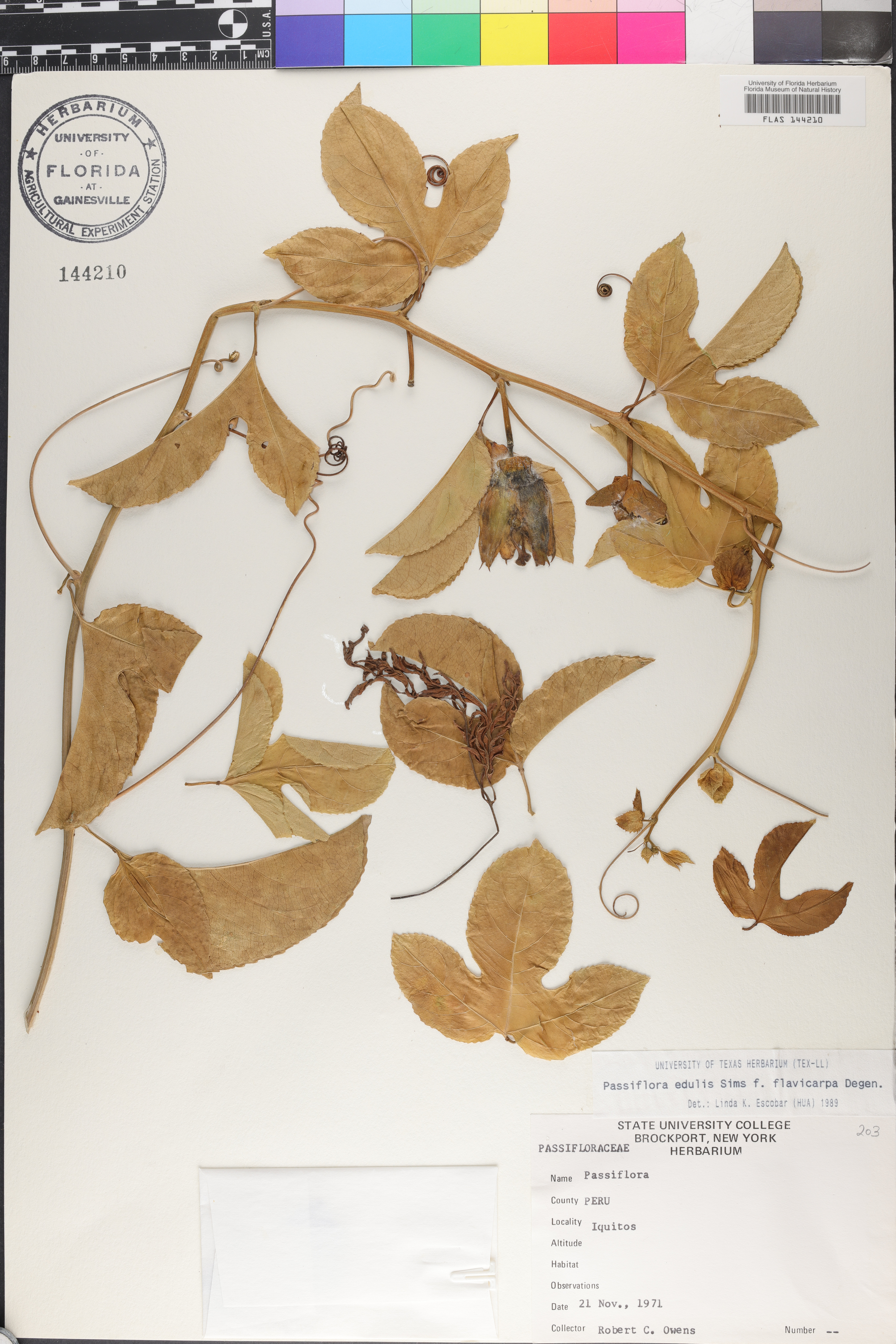 Passiflora edulis image