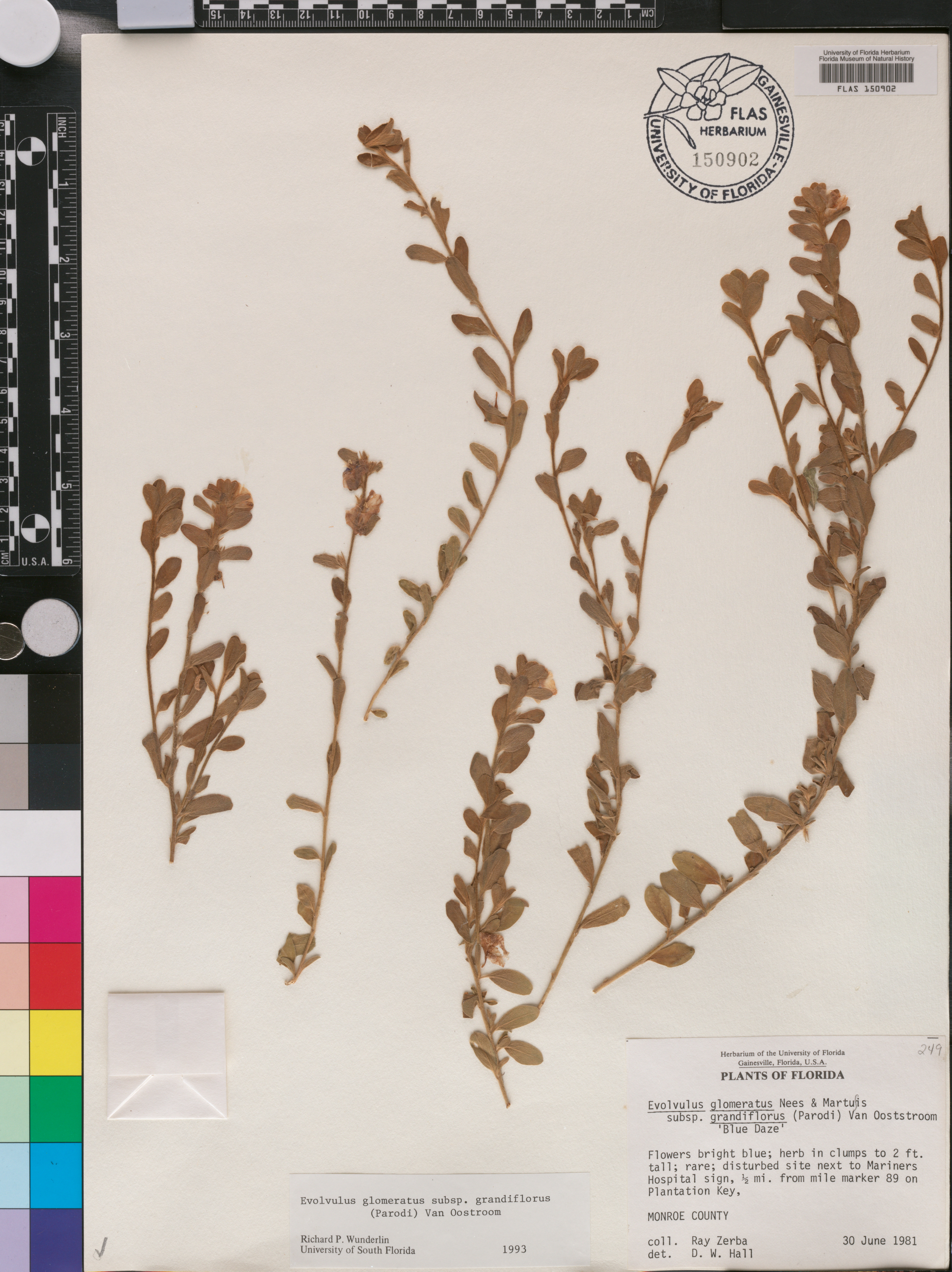 Evolvulus glomeratus subsp. grandiflorus image