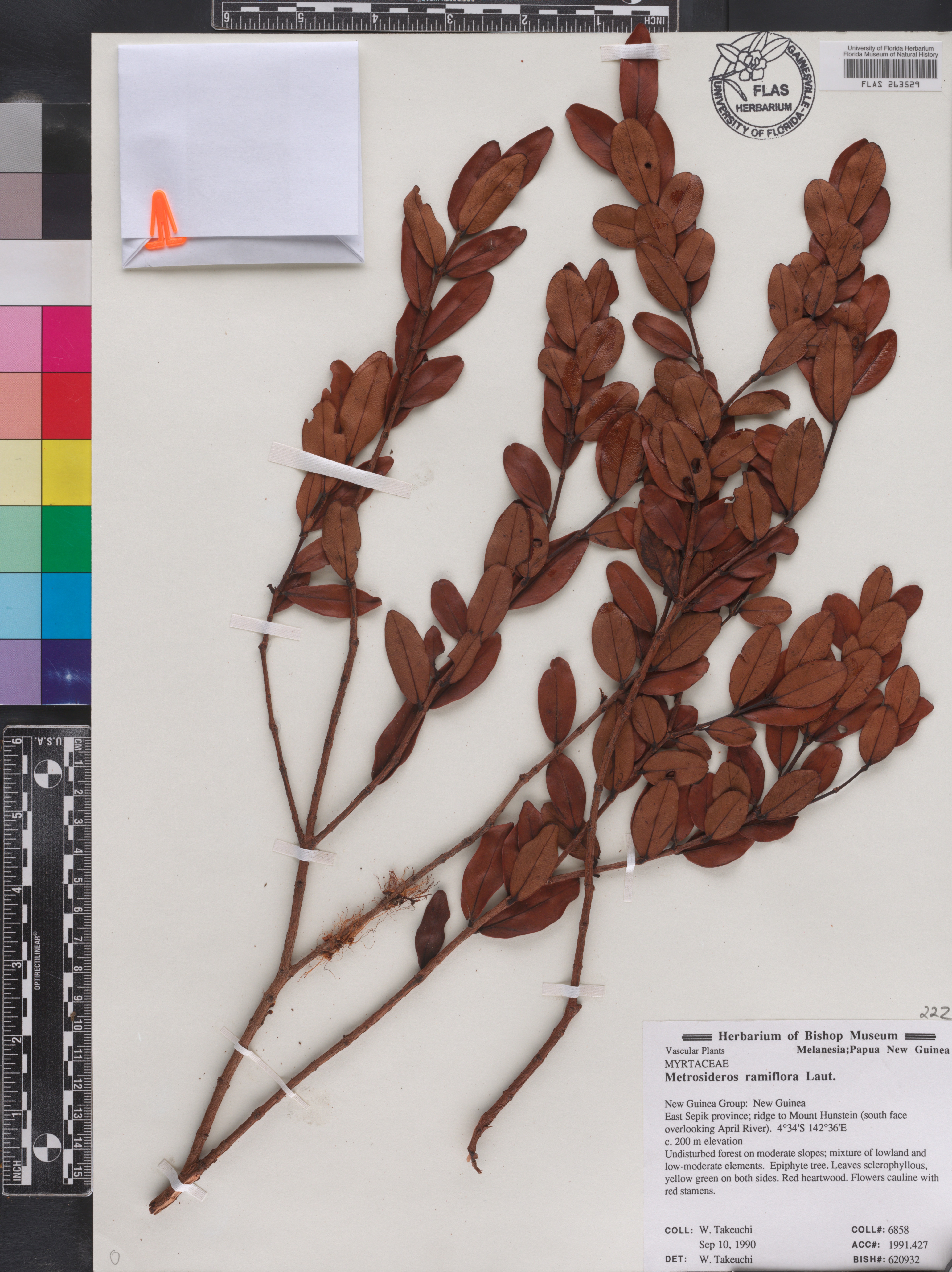 Metrosideros ramiflora image