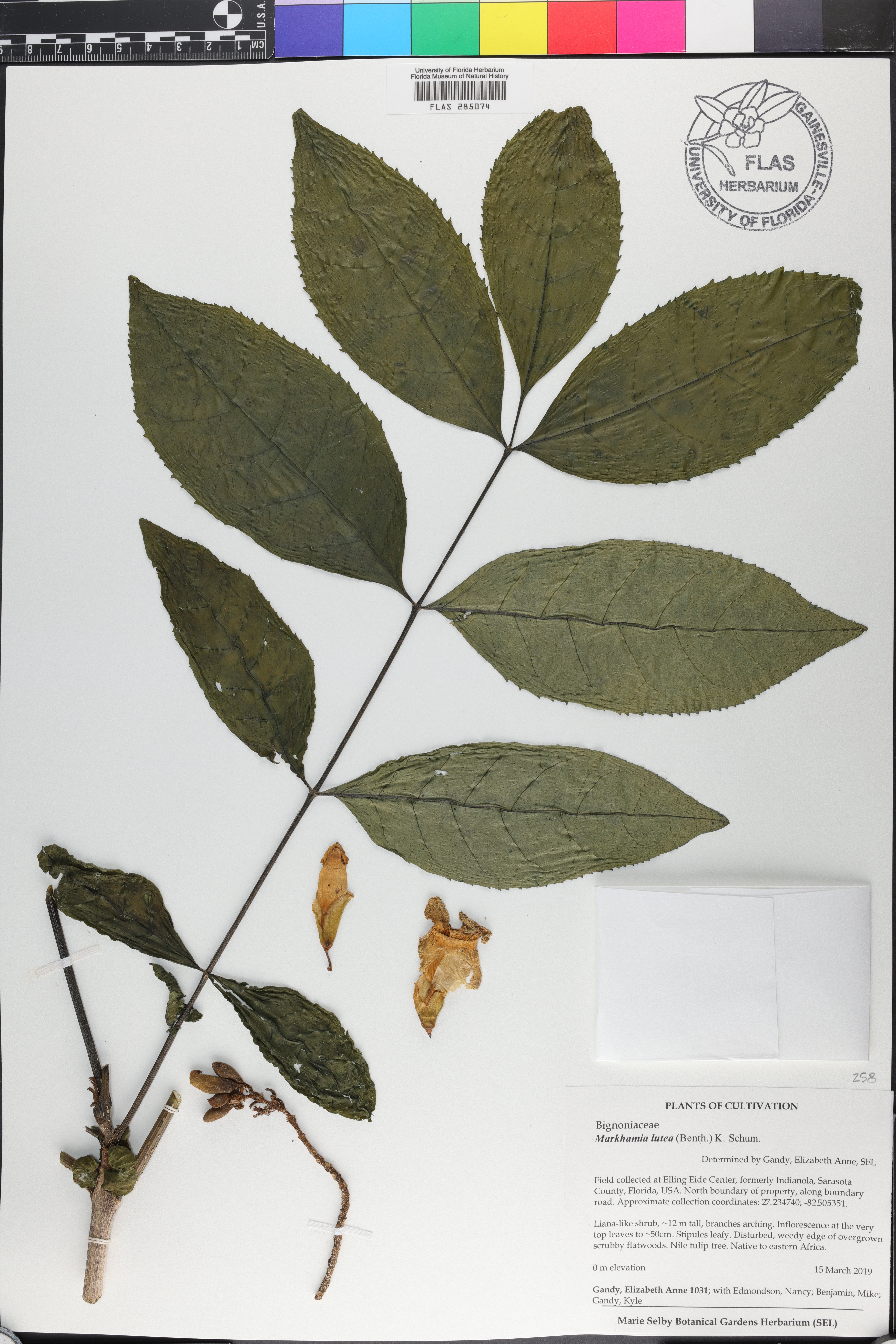 Markhamia lutea image