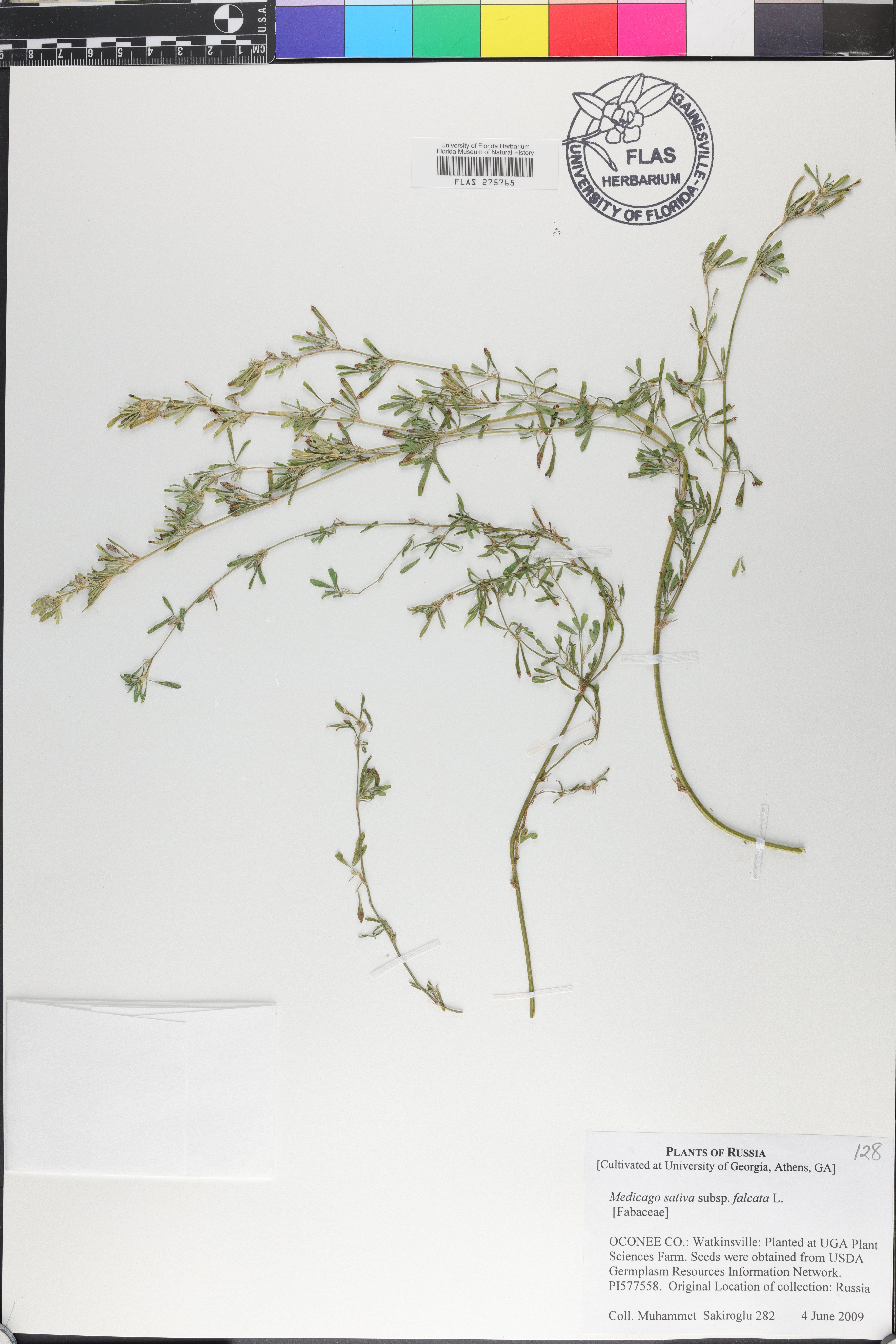 Medicago falcata image