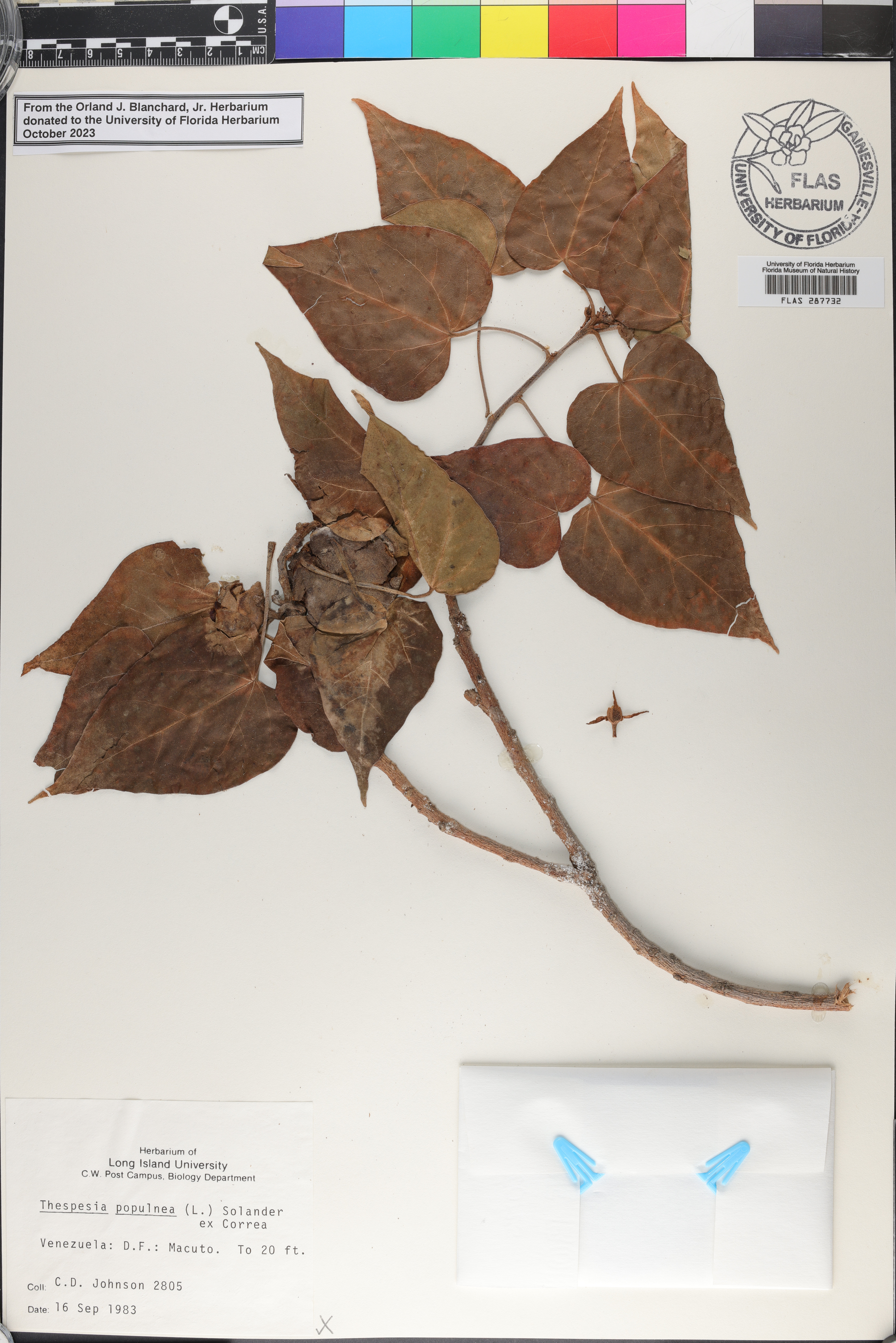 Thespesia populnea image